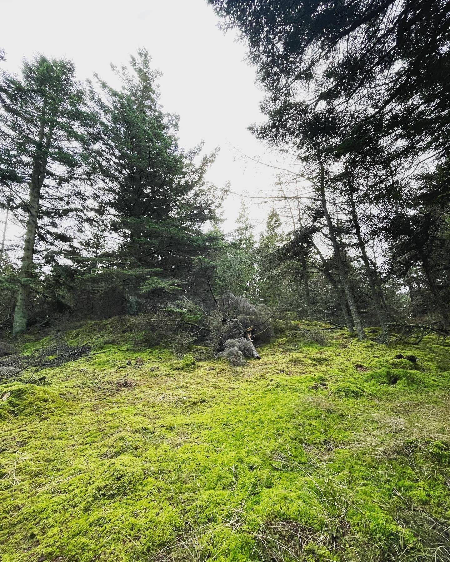 Forrest walk💚💚💚
.
.
.
.

#beautifulwinter #nordicliving #nordiccolours #quietness #innerpeace #denmark2022