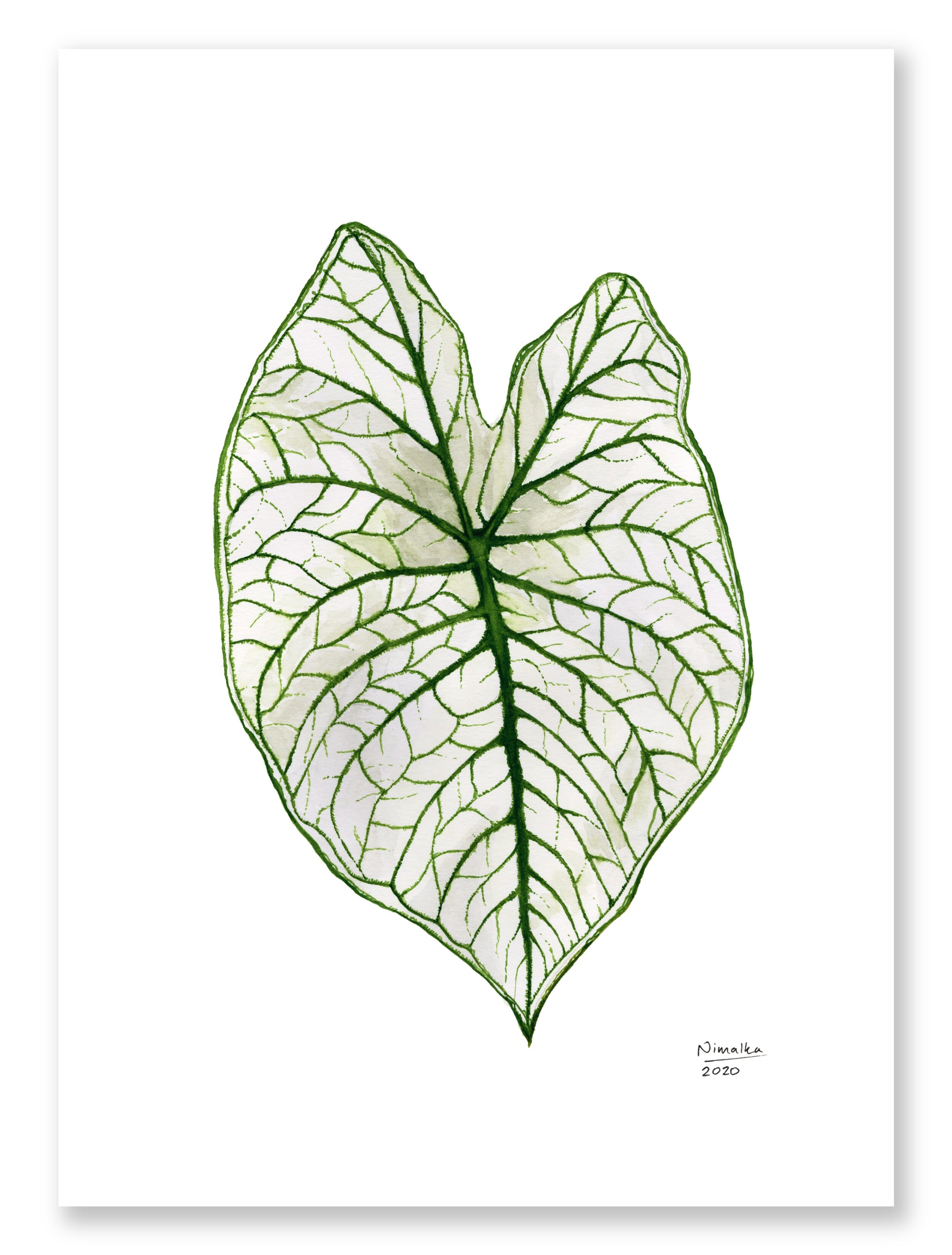 Caladium 'White Christmas'