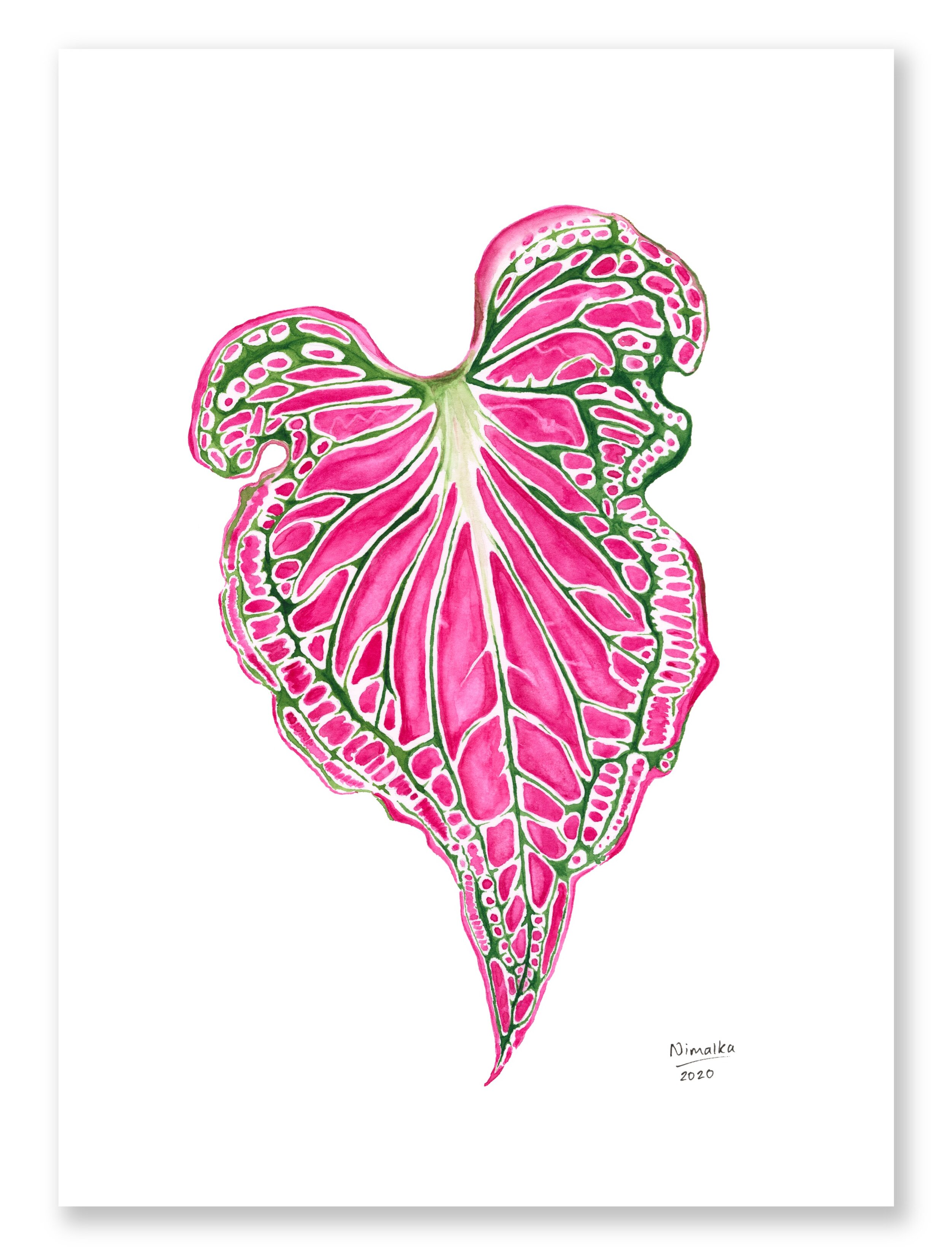 Caladium 'Thai Beauty'