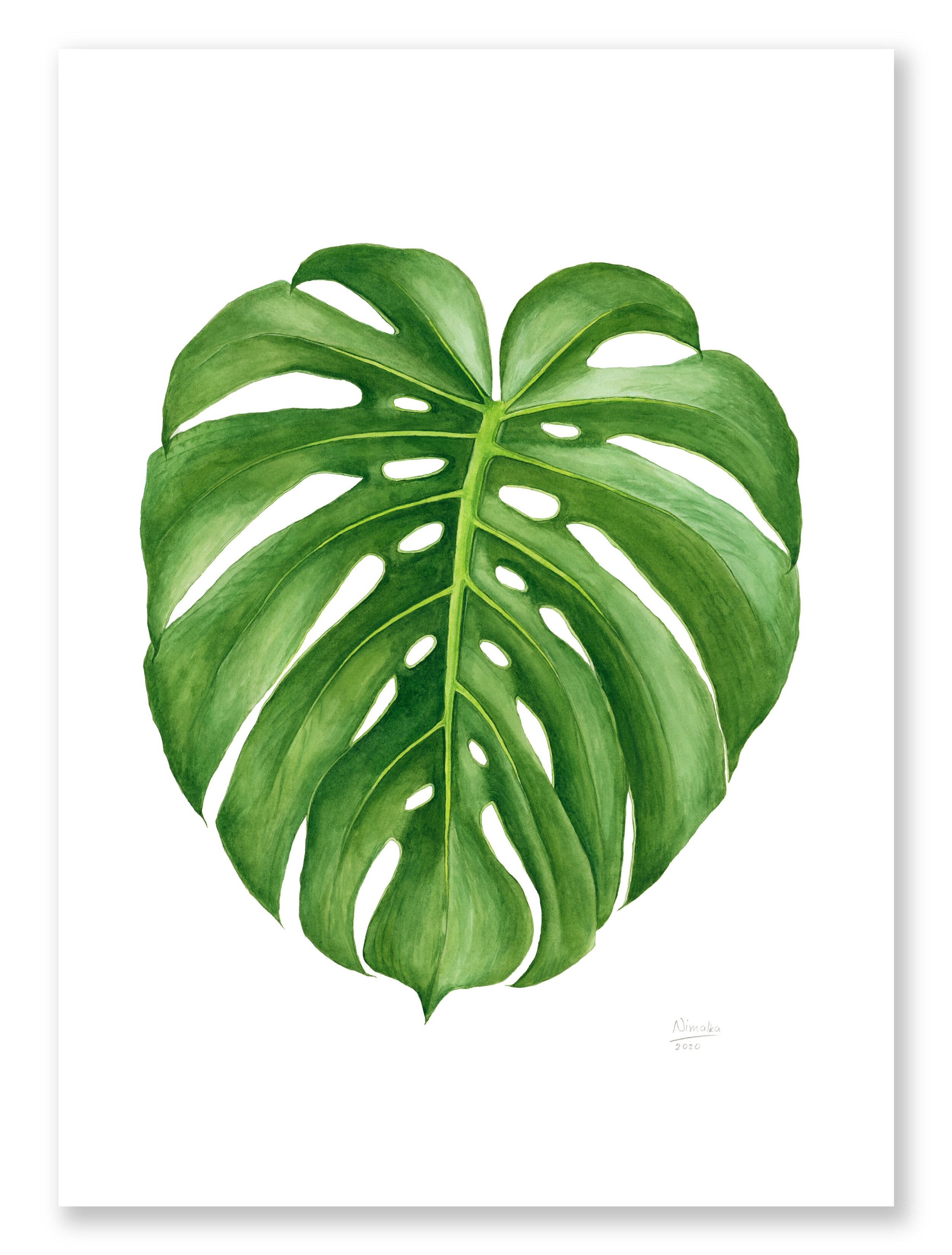 Monstera deliciosa
