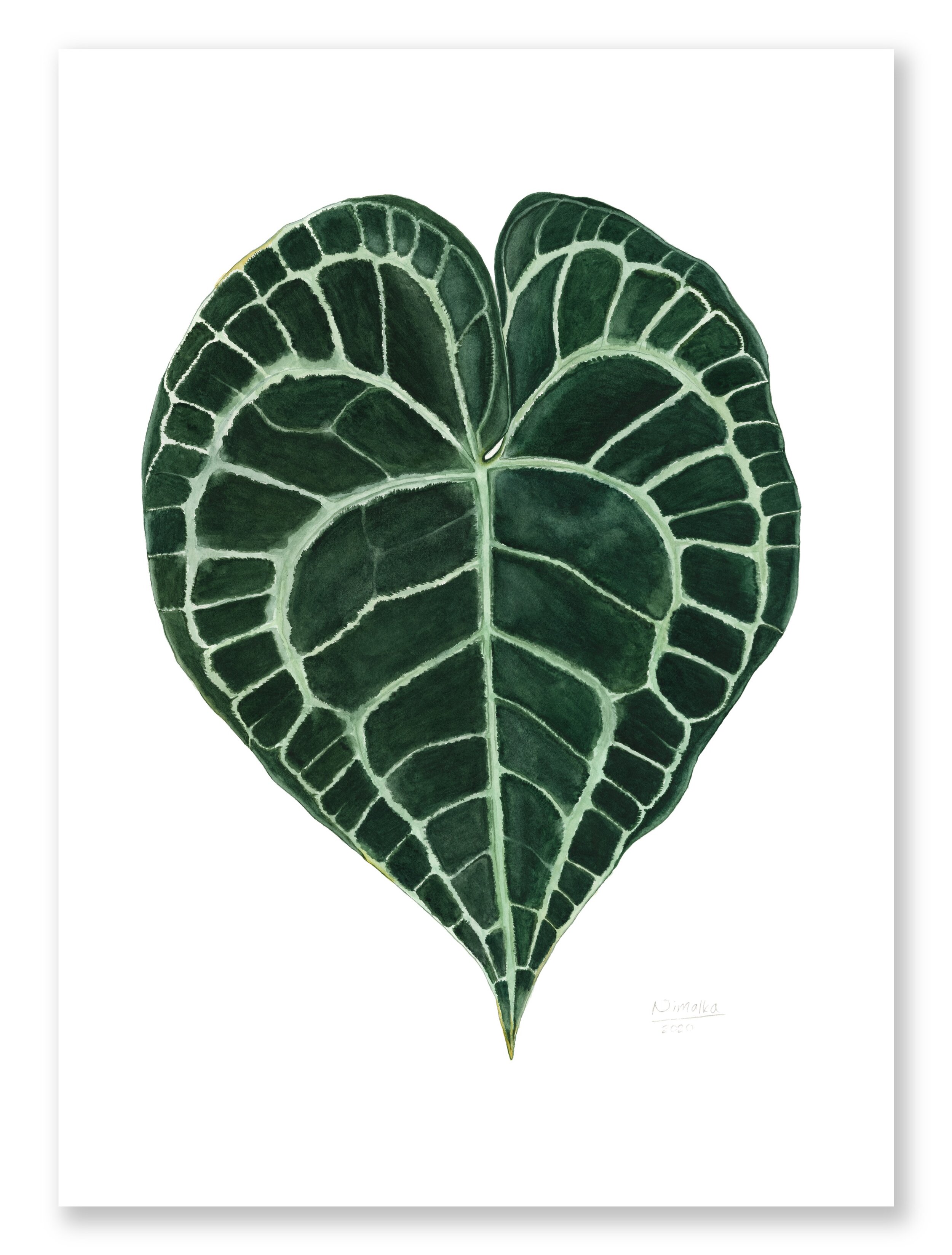 Anthurium clarinervium