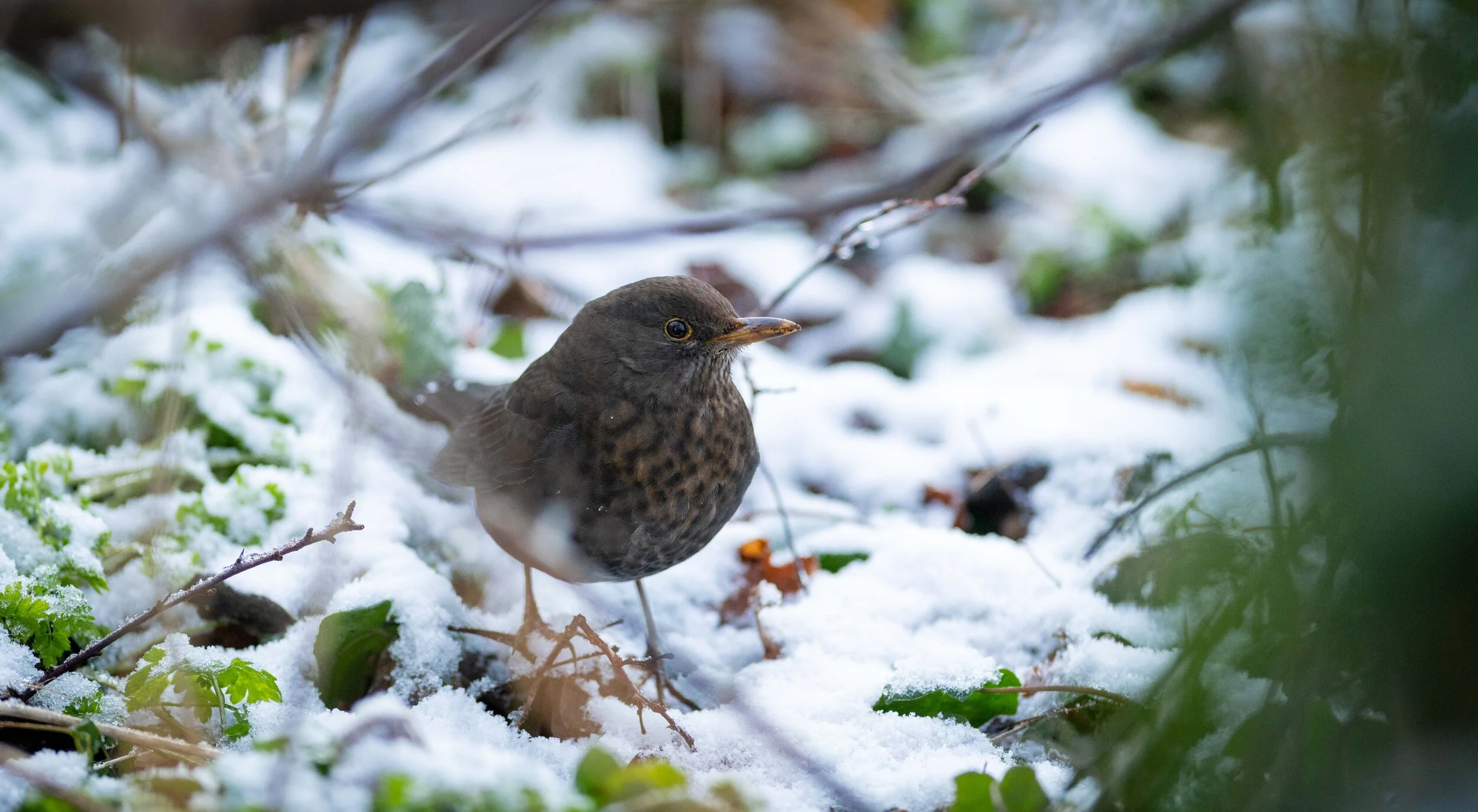 Nature Photography - Where it all Began
