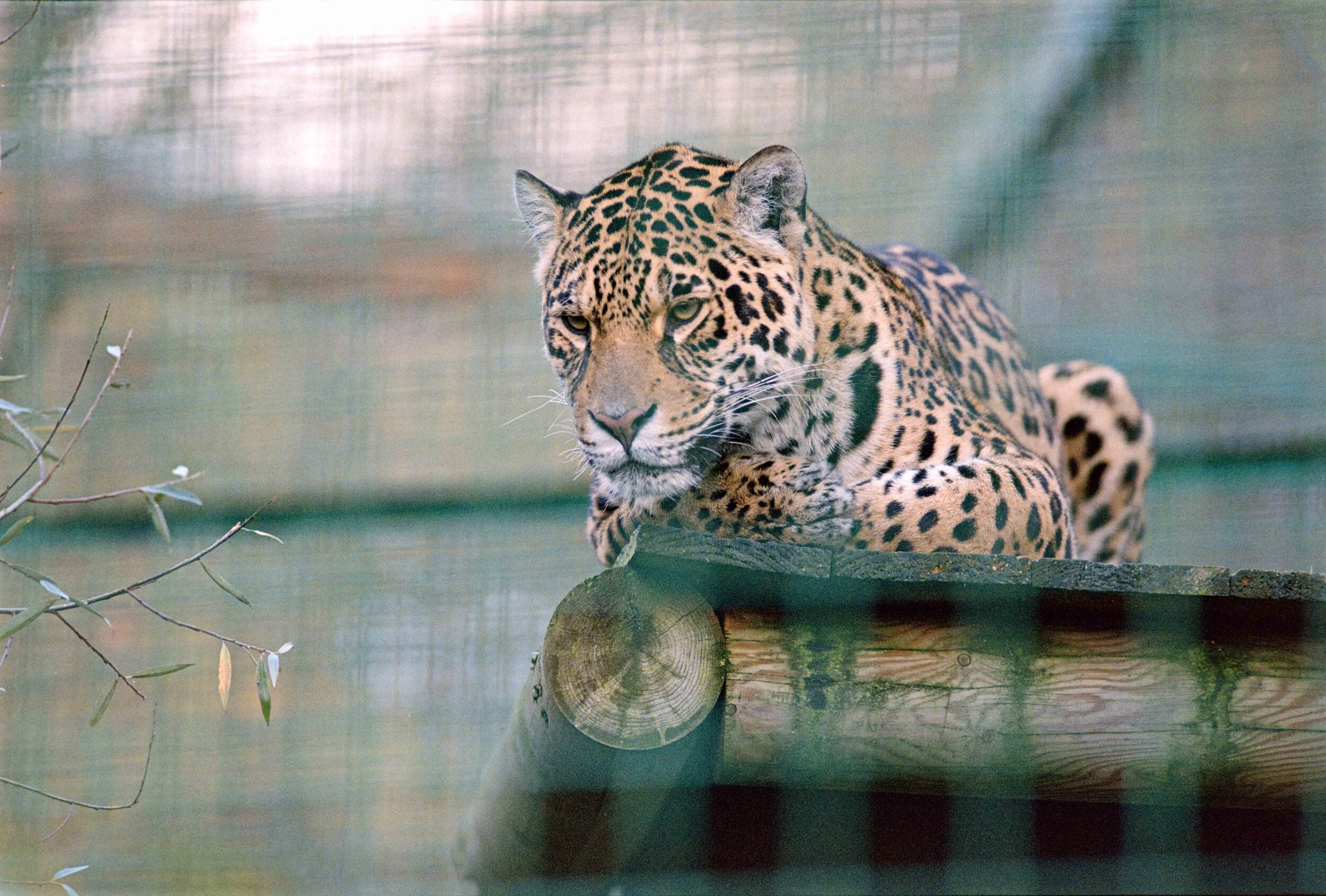 Film Review: Portra 160 vs Portra 800