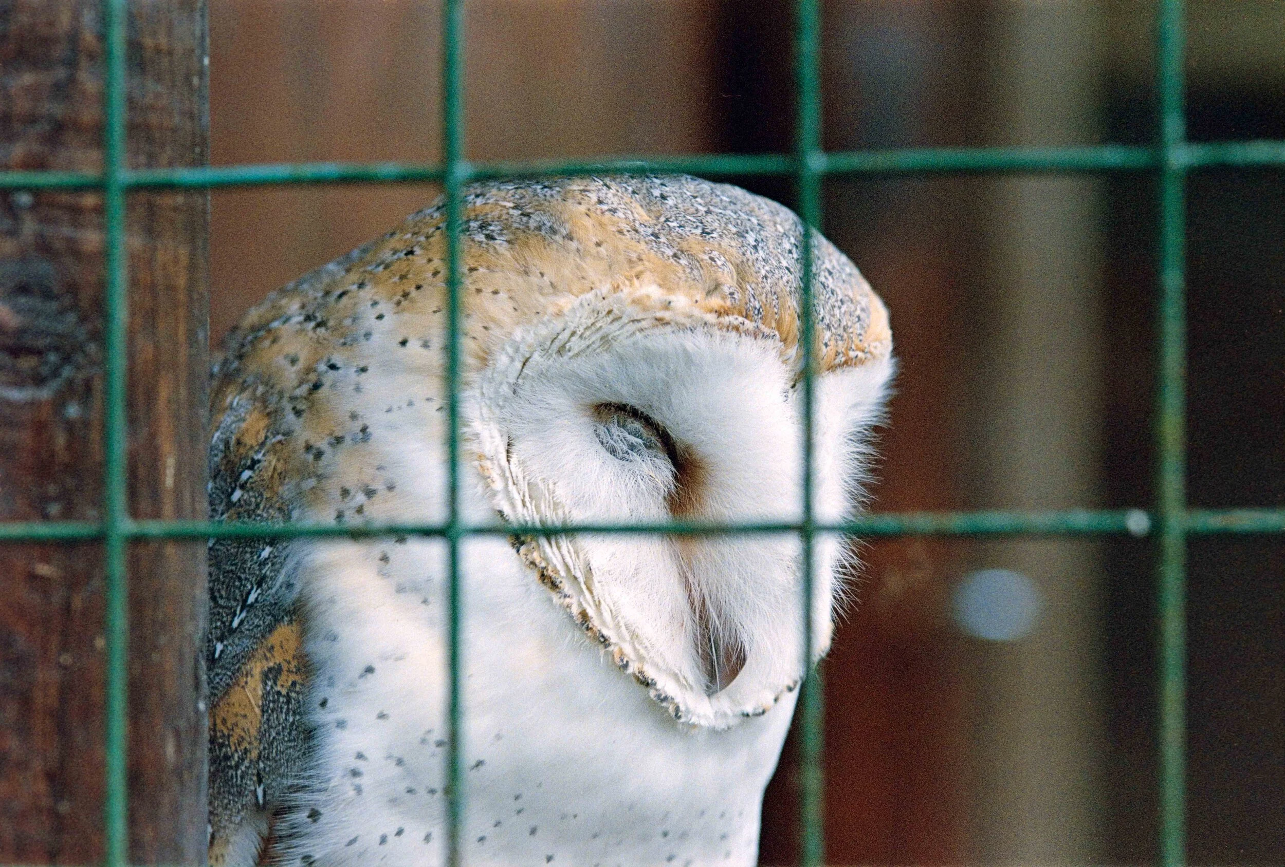 Grain2Pixel – A Better Way to Process Film?