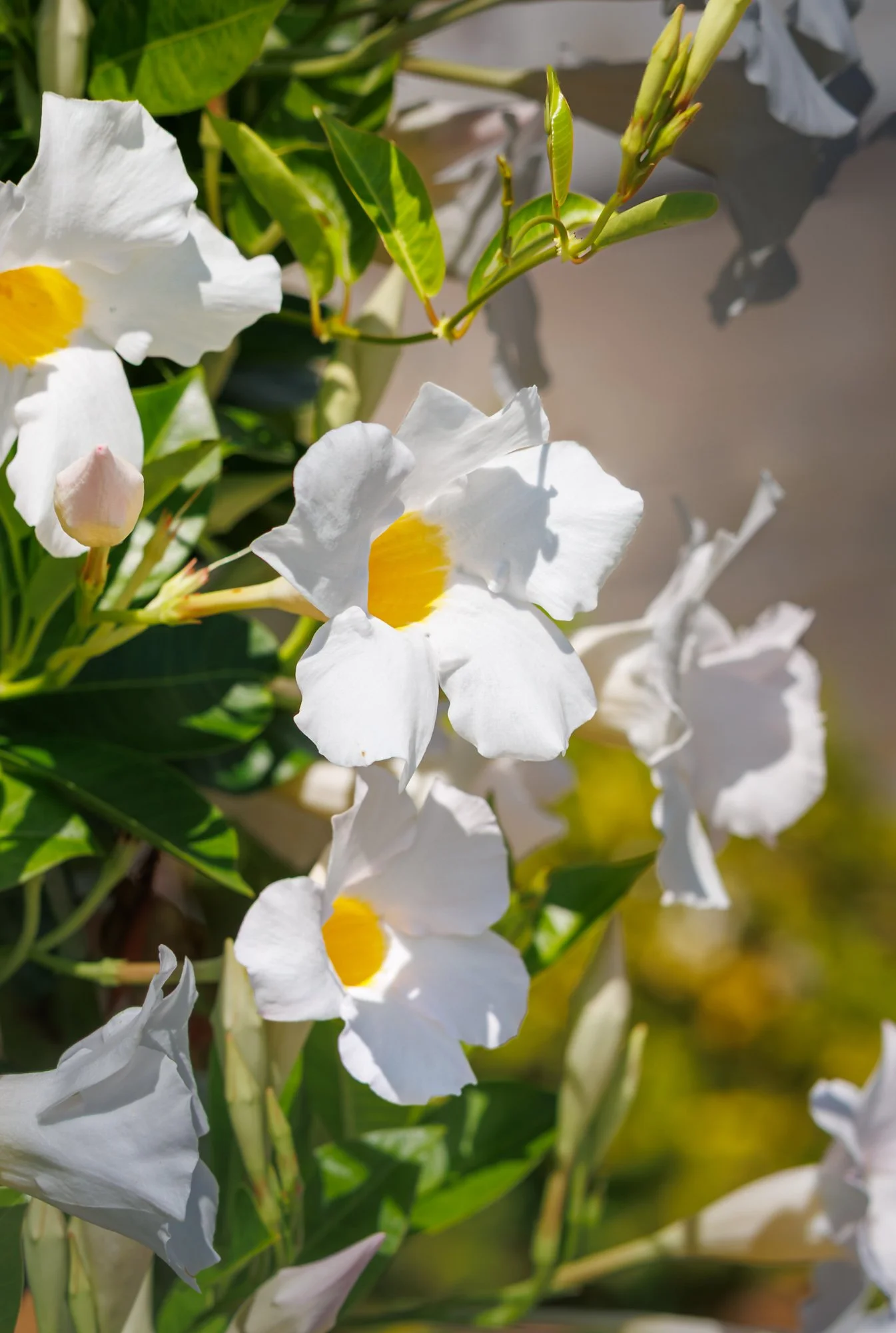 SimplyEdwin_WEB_Botanical-65.jpg