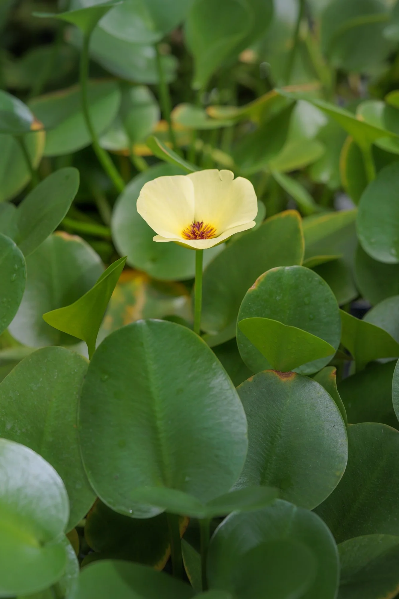 SimplyEdwin_WEB_Botanical-49.jpg