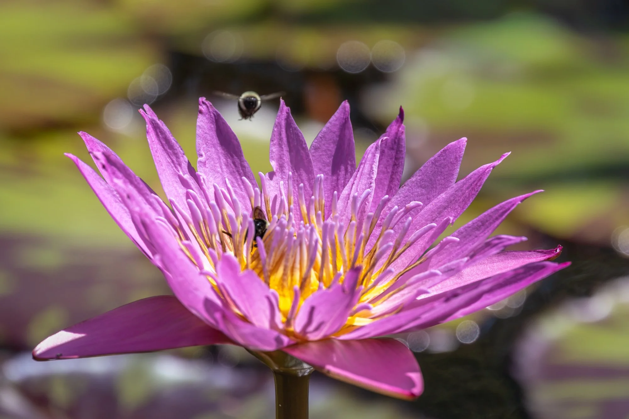 SimplyEdwin_WEB_Botanical-25.jpg