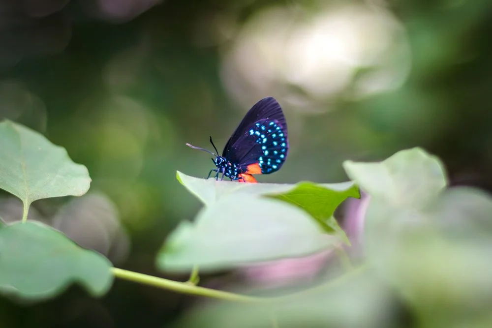 SimplyEdwin_Butterfly.jpg