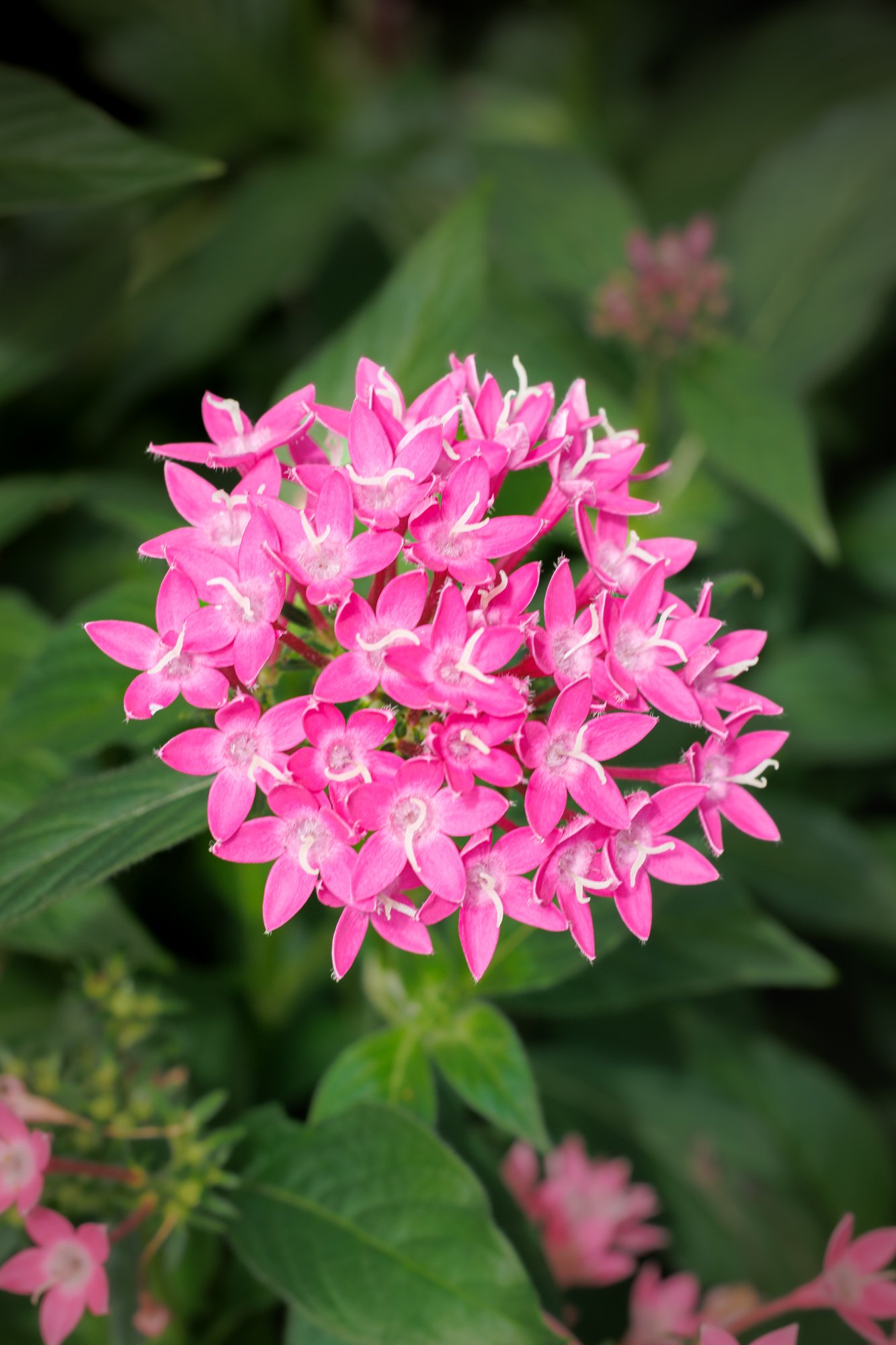 SimplyEdwin_WEB_Botanical-84.jpg