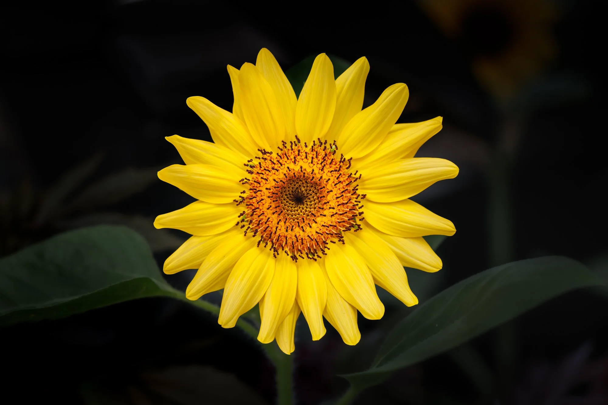 SimplyEdwin_WEB_Botanical-77.jpg