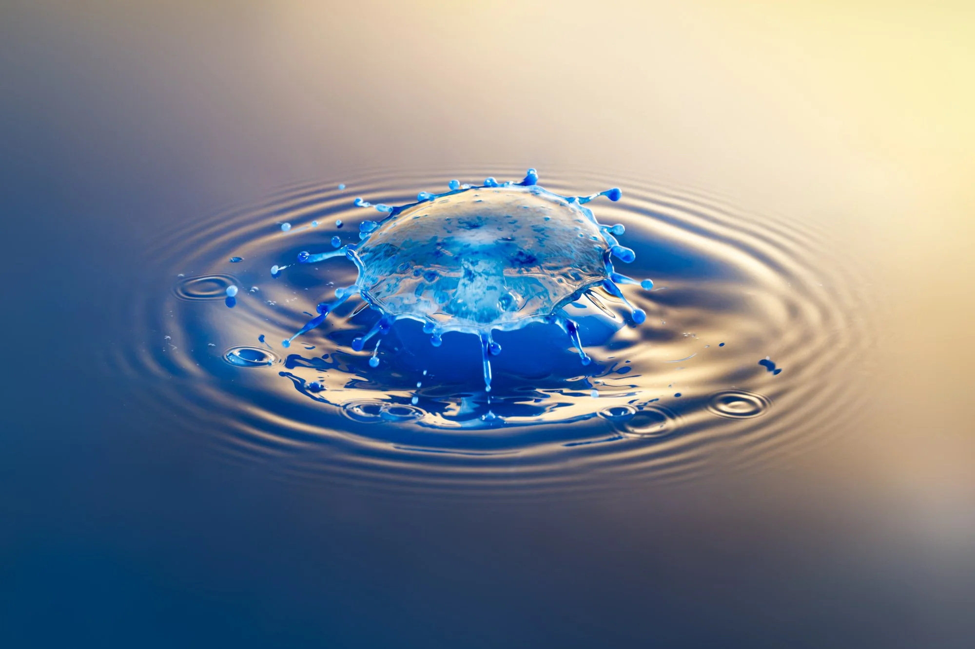 SimplyEdwin_WEB_Splash Macro-19.jpg