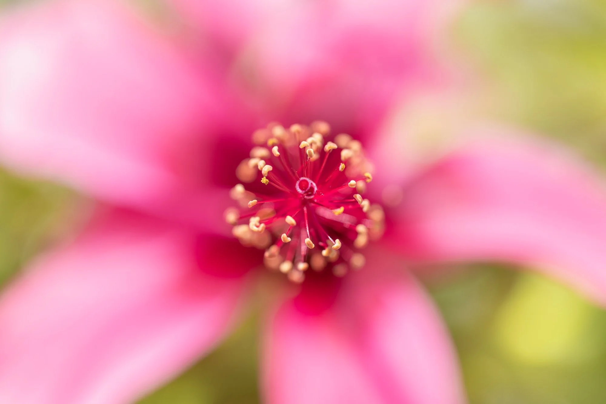 SimplyEdwin_WEB_Botanical-71.jpg