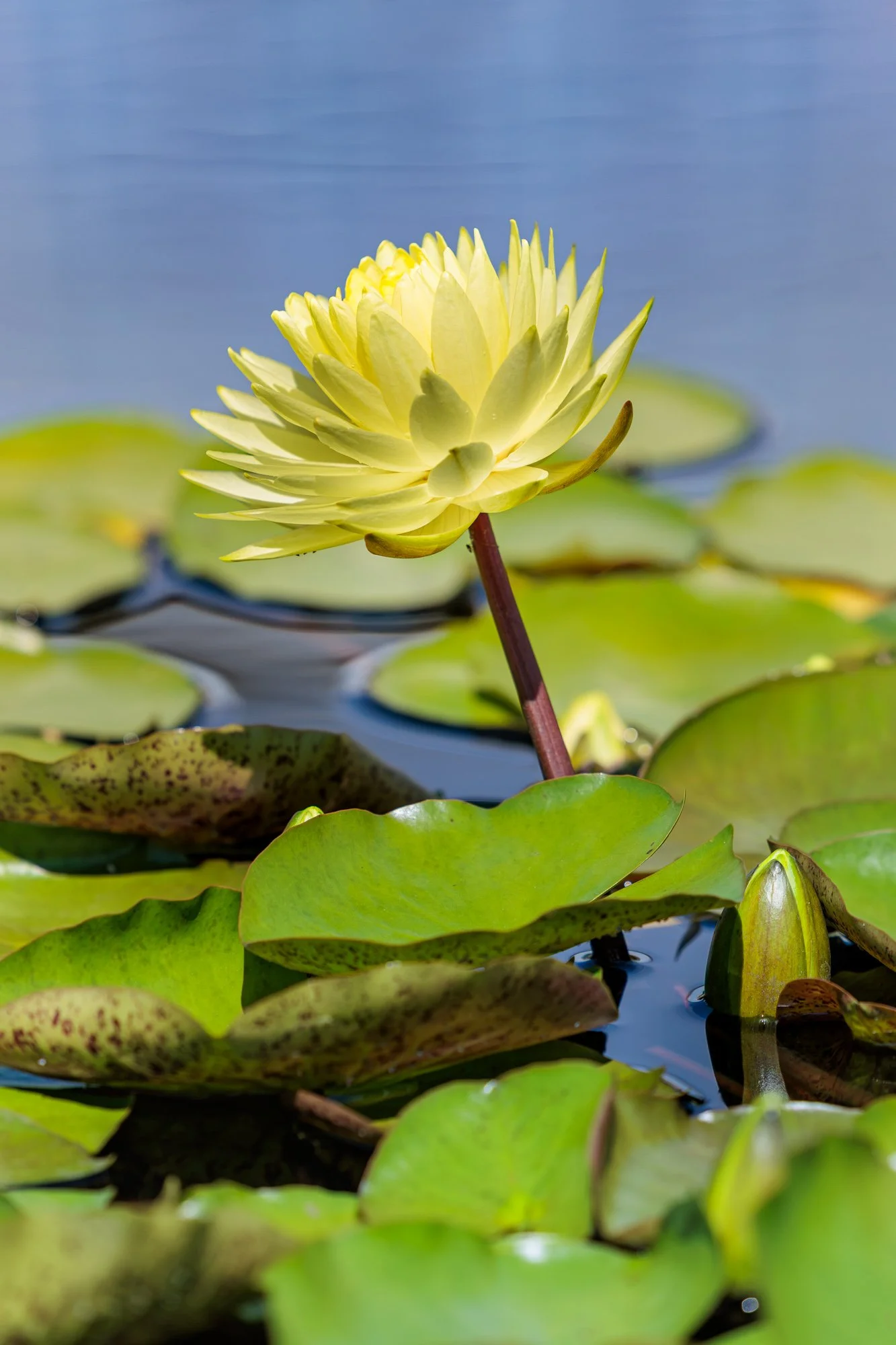 SimplyEdwin_WEB_Botanical-62.jpg