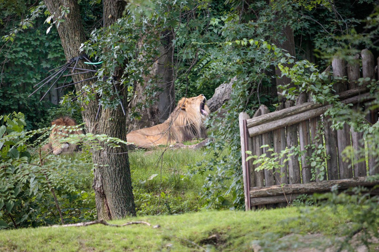 SimplyEdwin_BronxZoo-Lion-Yawn.jpg
