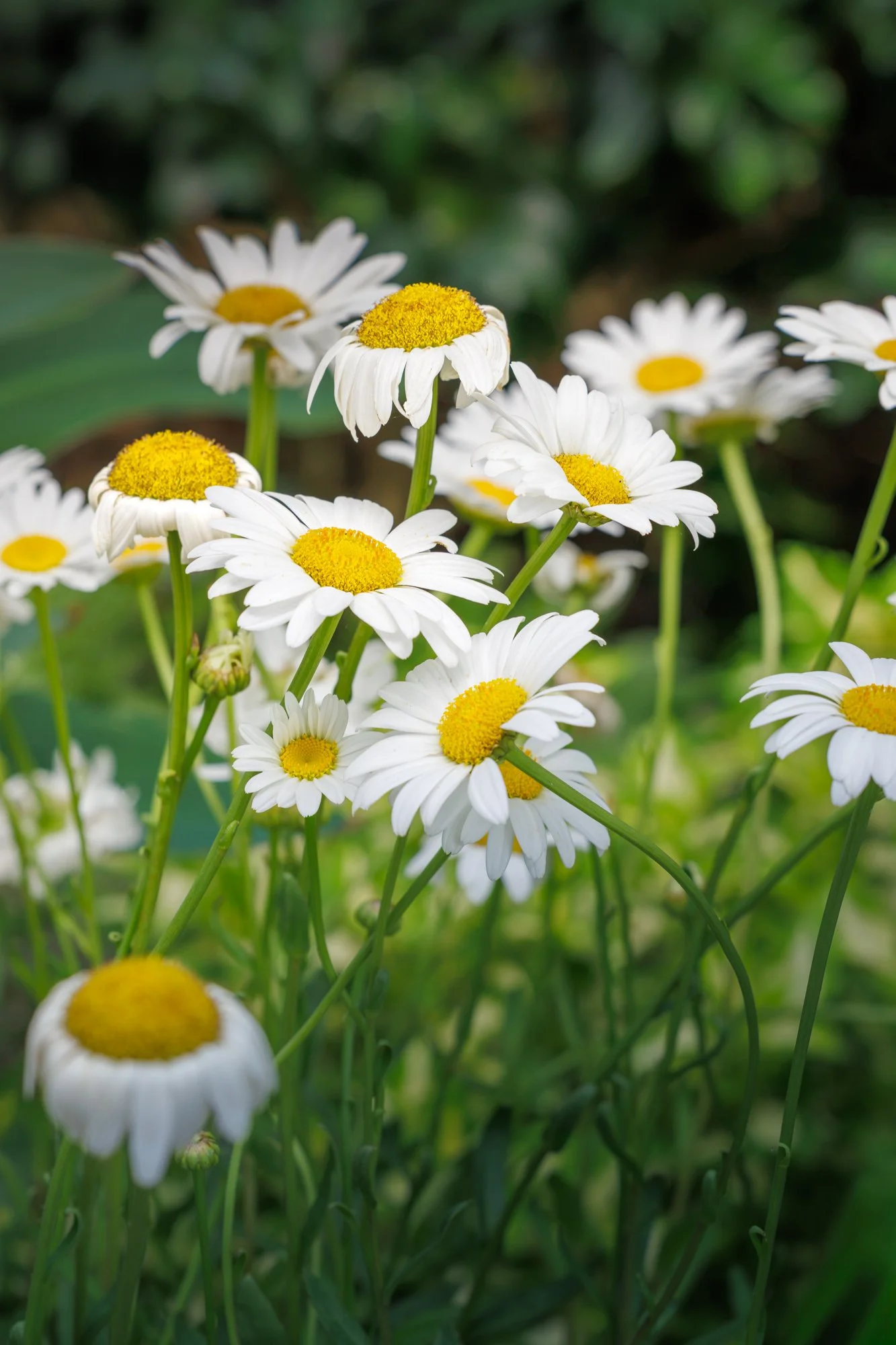 SimplyEdwin_WEB_Botanical-79.jpg