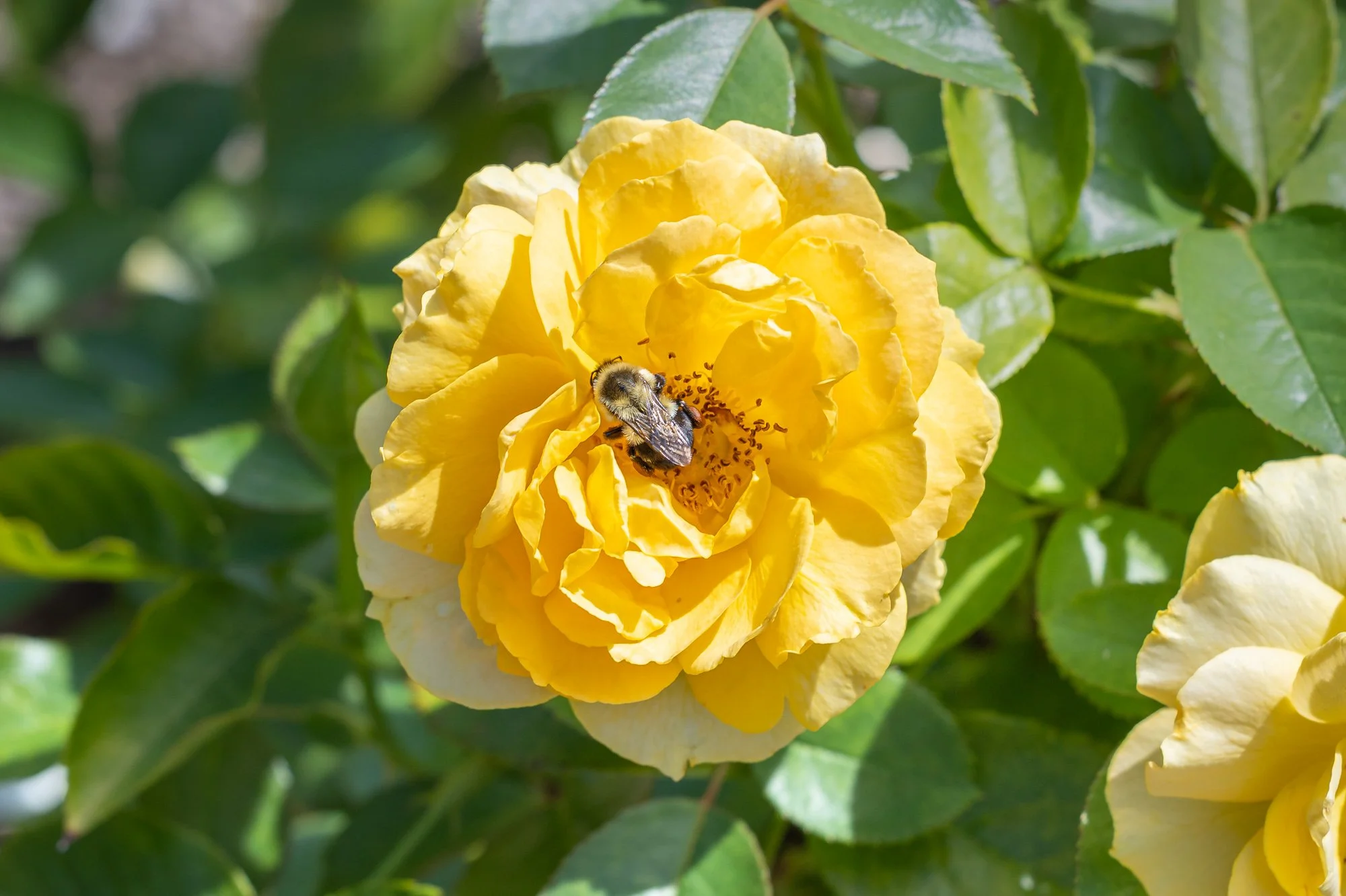 SimplyEdwin_WEB_Botanical-8.jpg
