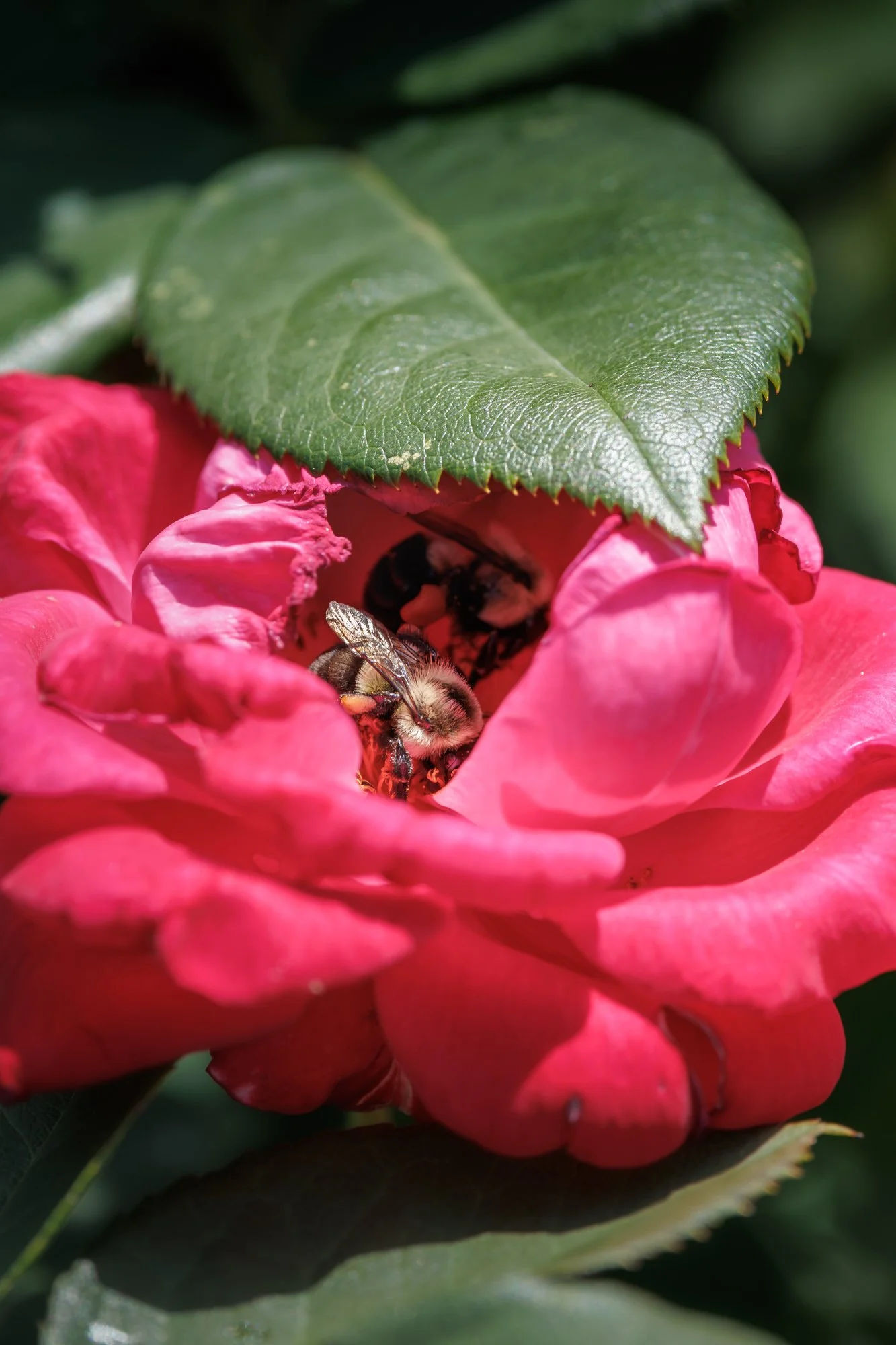 SimplyEdwin_WEB_Botanical-11.jpg