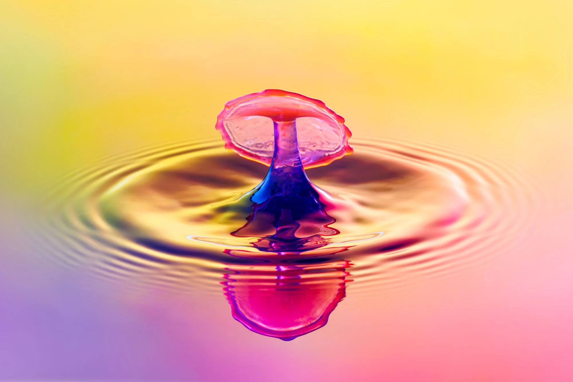 SimplyEdwin_WEB_Splash Macro-6.jpg