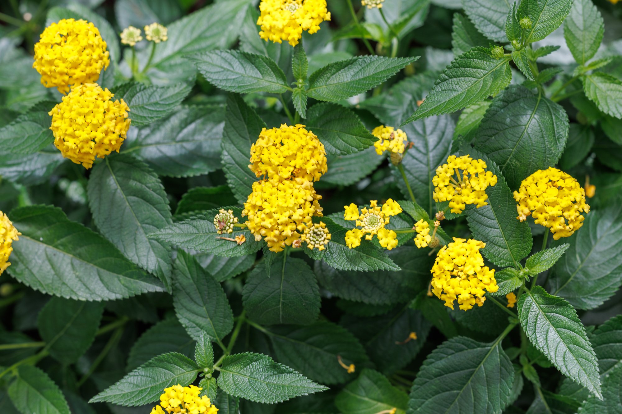 SimplyEdwin_WEB_Botanical-82.jpg