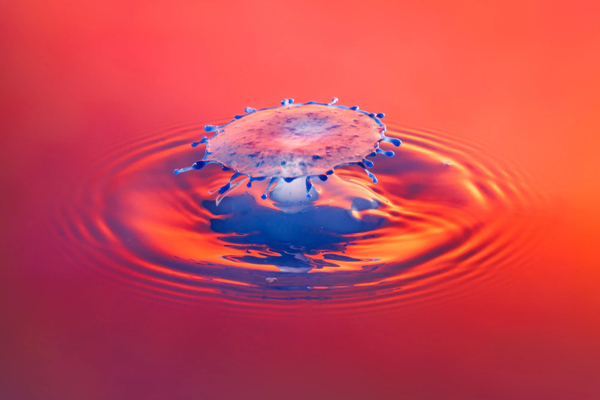 SimplyEdwin_WEB_Splash Macro-17.jpg