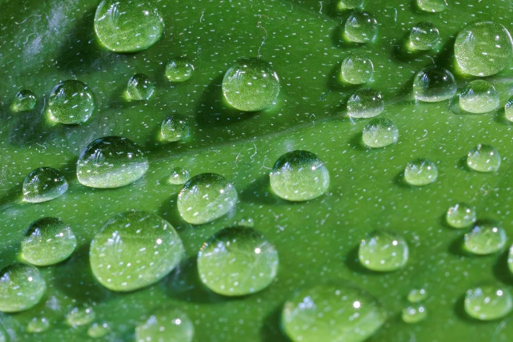 SimplyEdwin_Macro-Drop-8.jpg