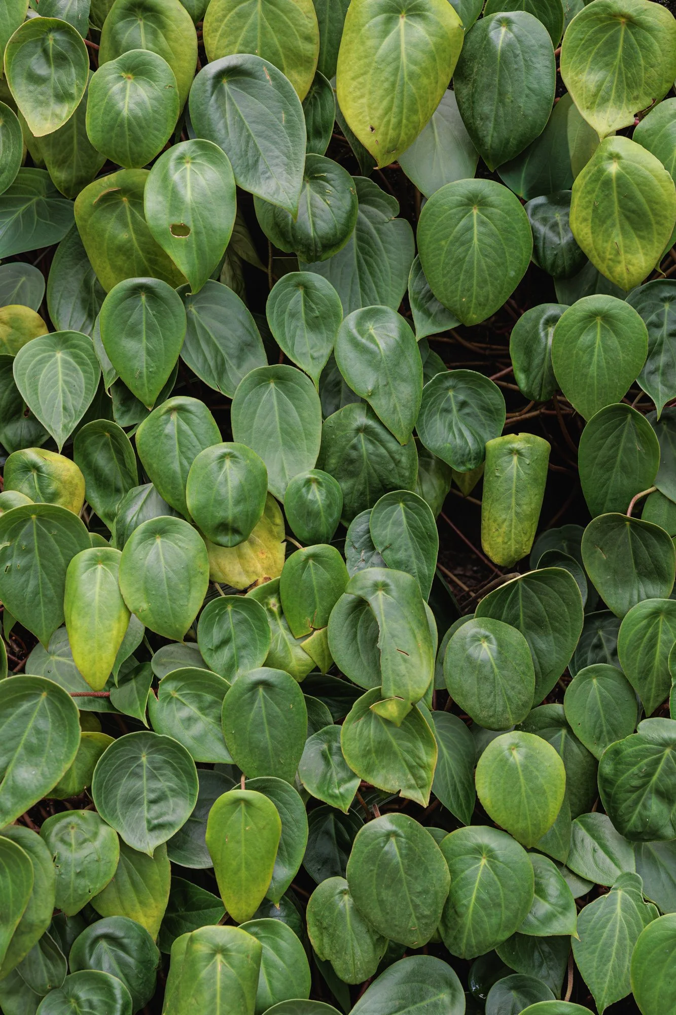 SimplyEdwin_WEB_Botanical-53.jpg