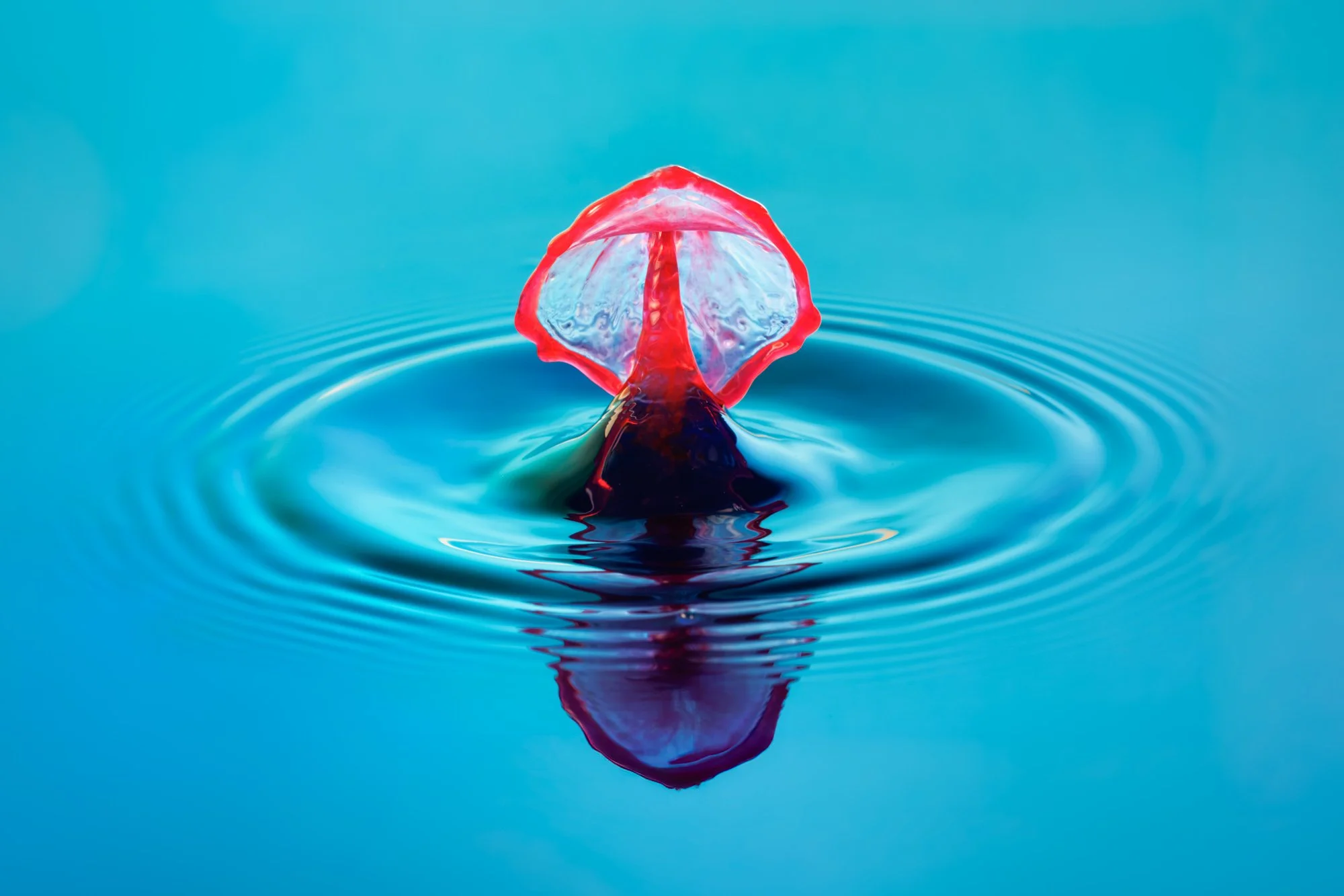 SimplyEdwin_WEB_Splash Macro-5.jpg