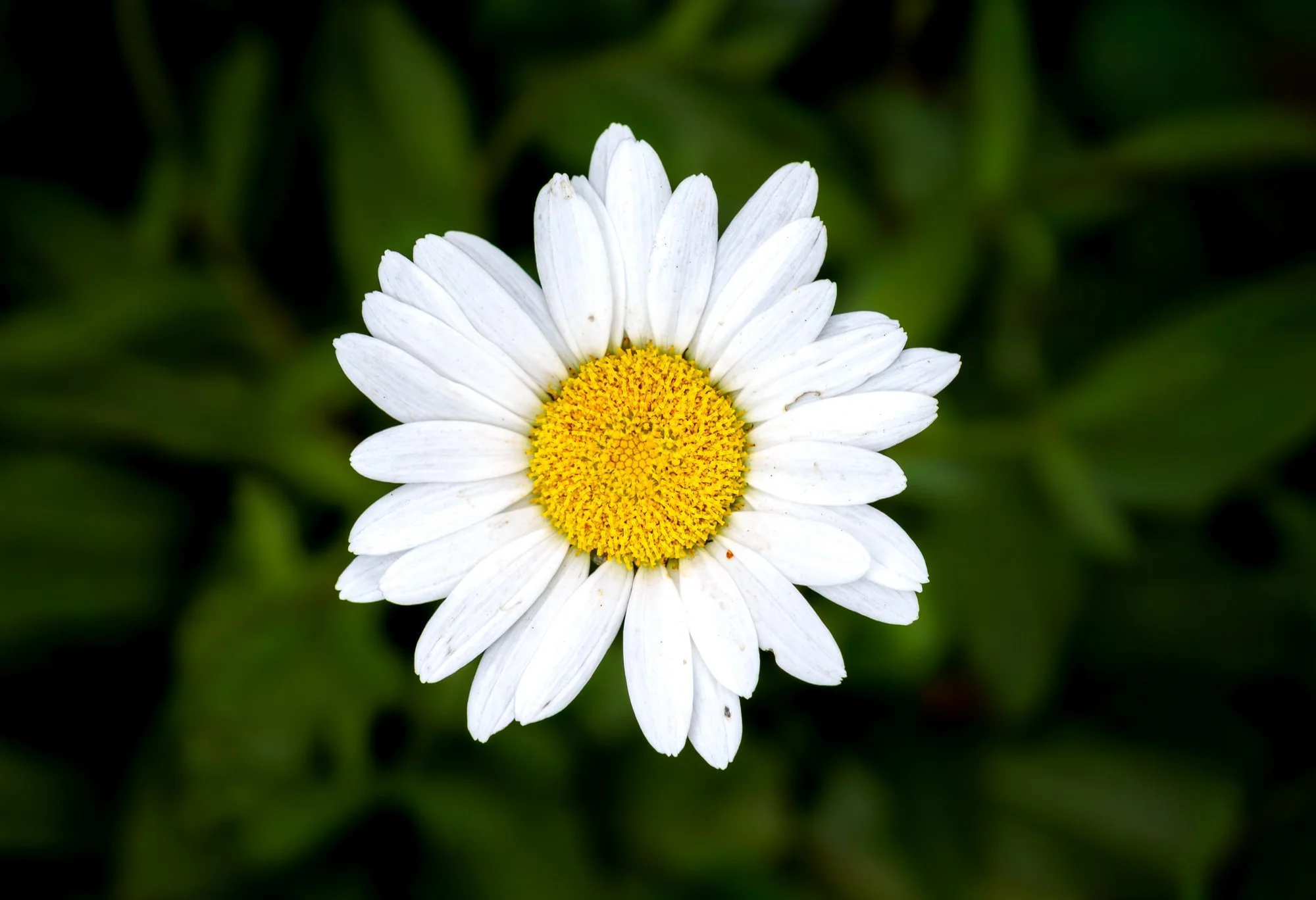 SimplyEdwin_WEB_Botanical-76.jpg