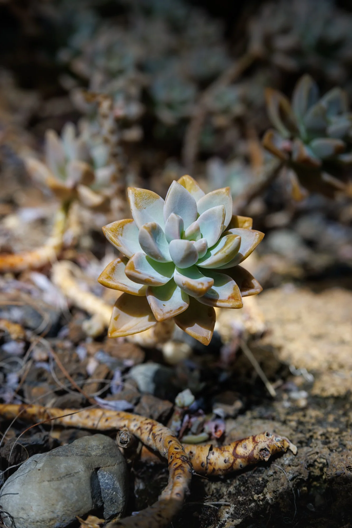 SimplyEdwin_WEB_Botanical-57.jpg