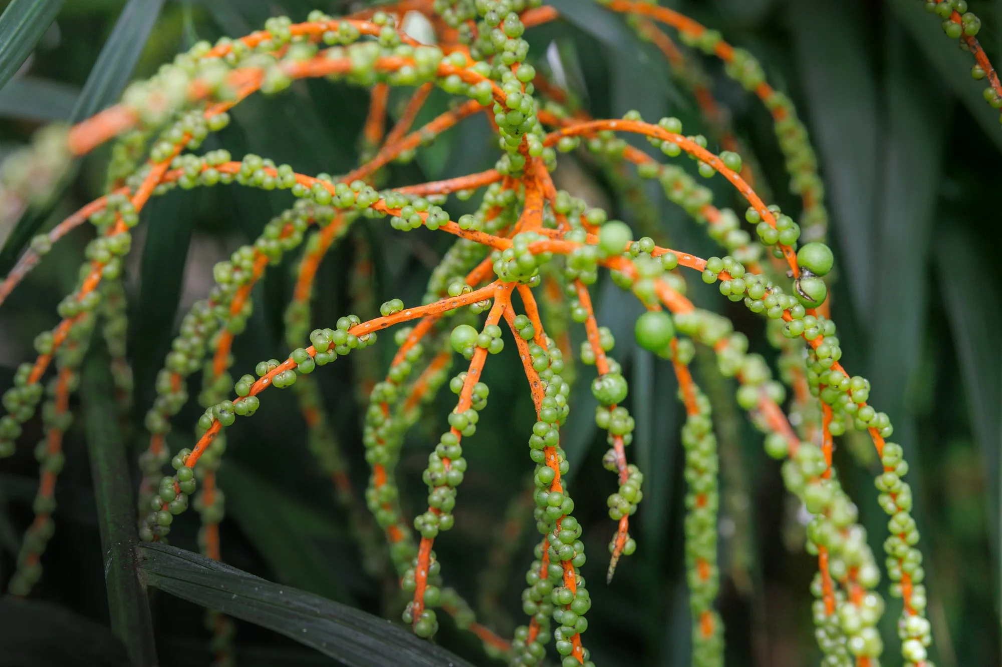 SimplyEdwin_WEB_Botanical-52.jpg