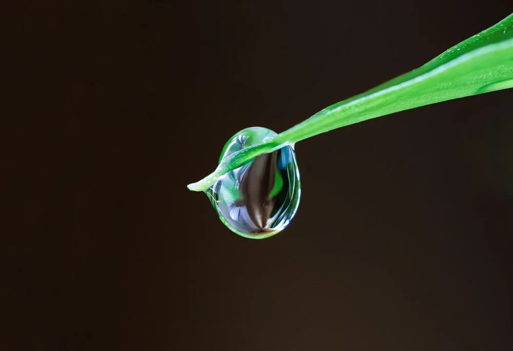 SimplyEdwin_Macro-Drop-5.jpg