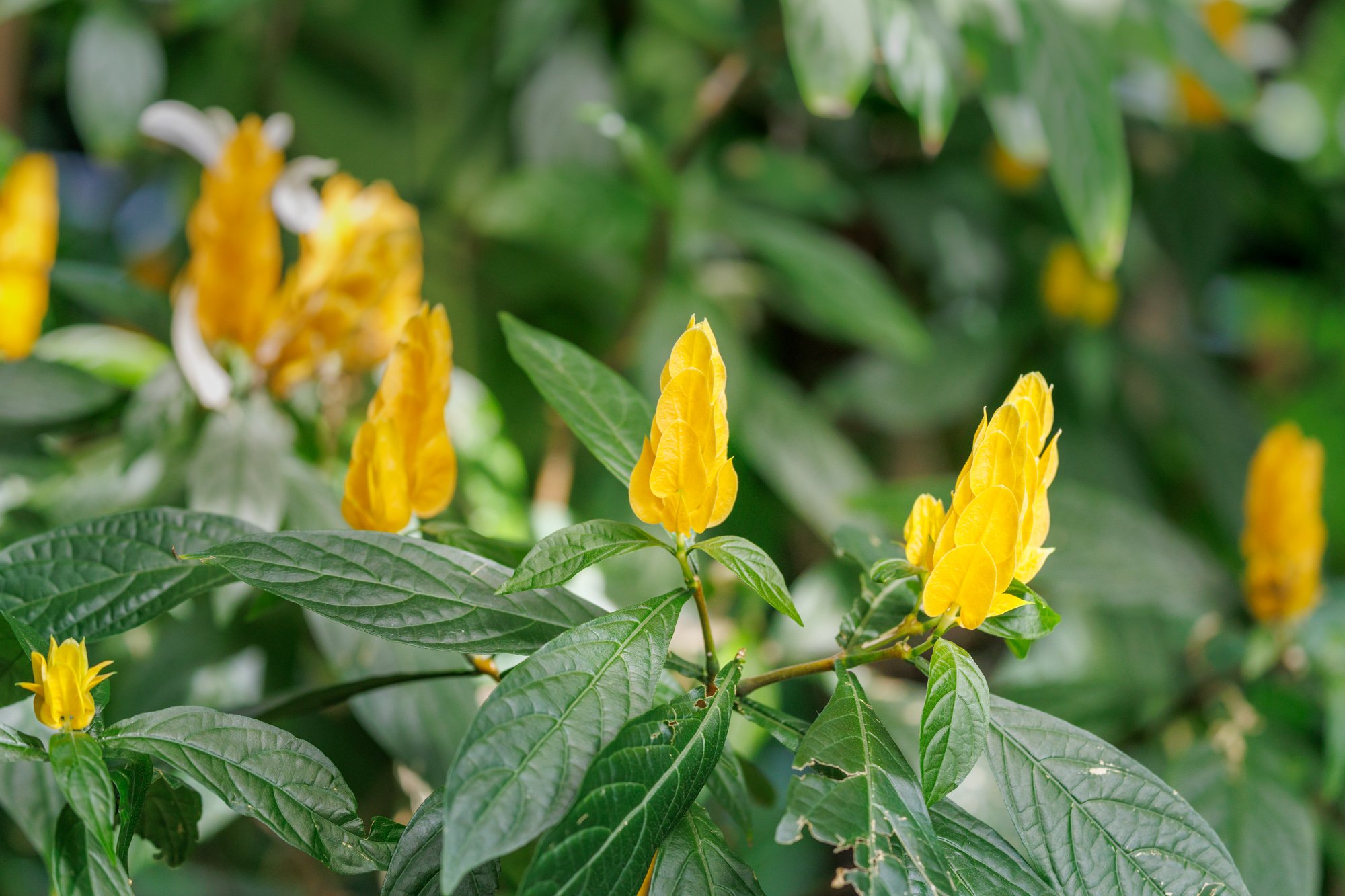 SimplyEdwin_WEB_Botanical-44.jpg