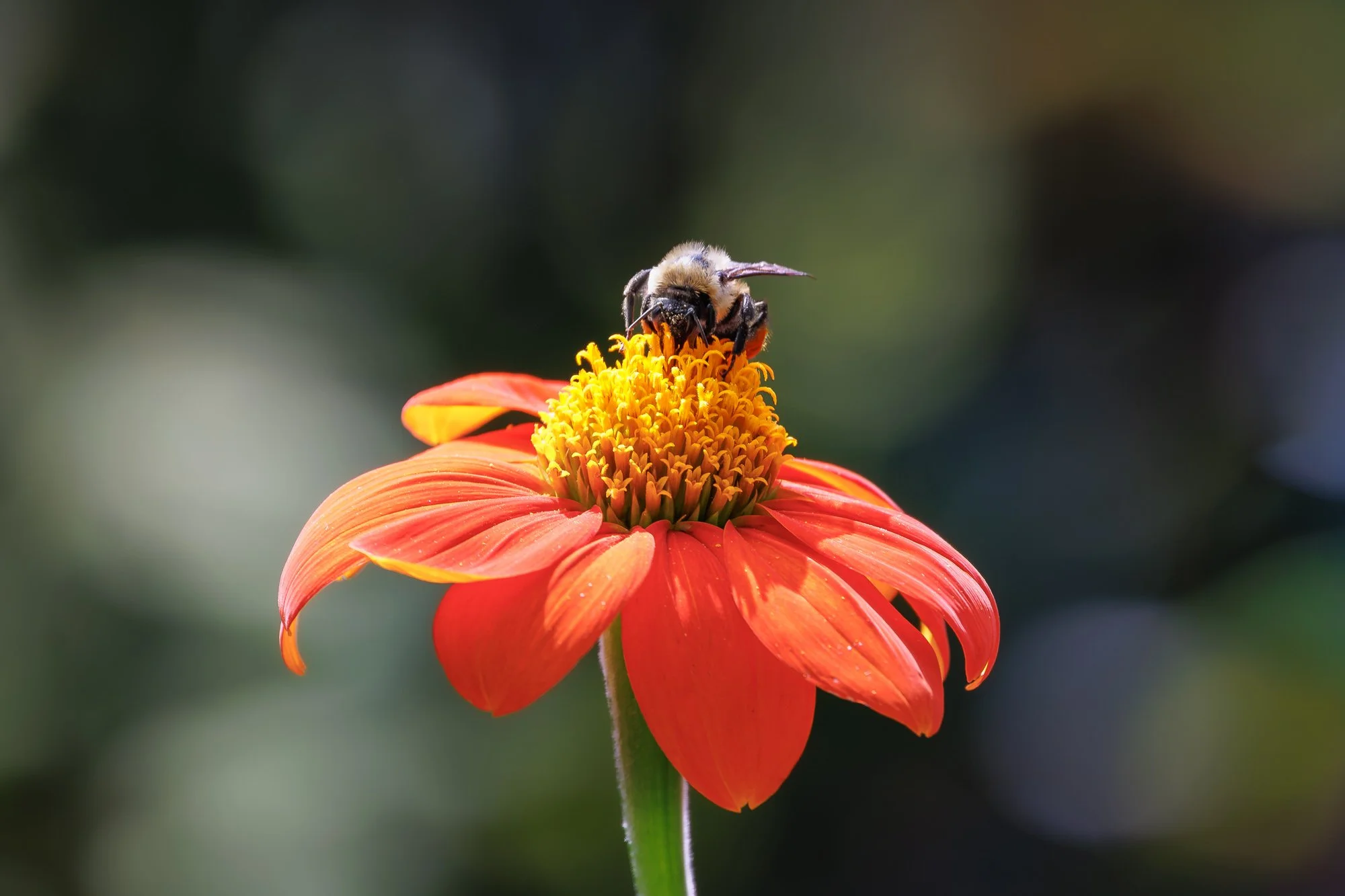 SimplyEdwin_WEB_Botanical-37.jpg