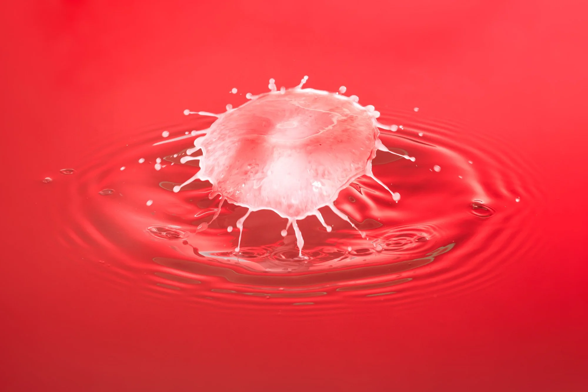 SimplyEdwin_WEB_Splash Macro-13.jpg
