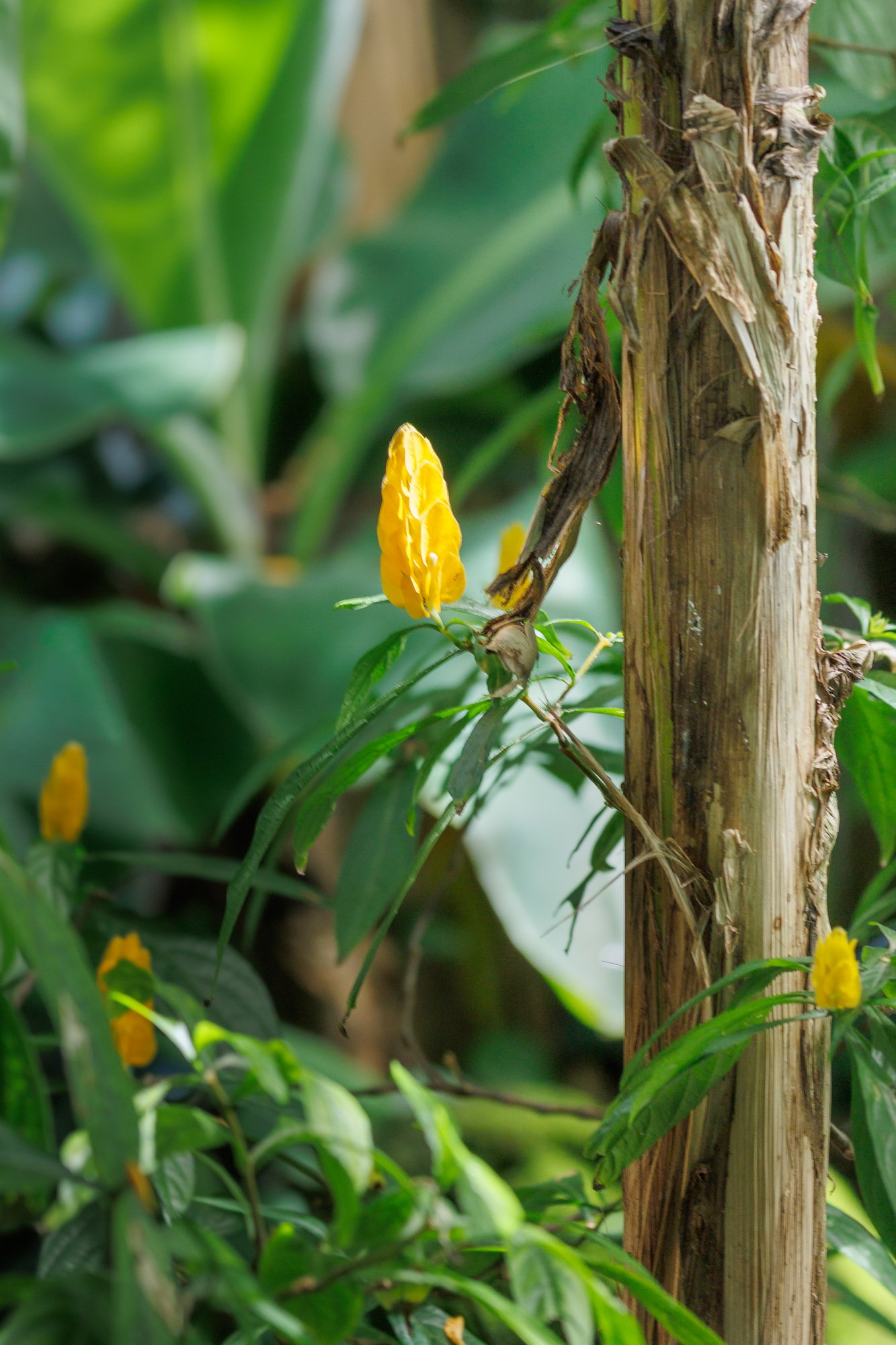 SimplyEdwin_WEB_Botanical-43.jpg