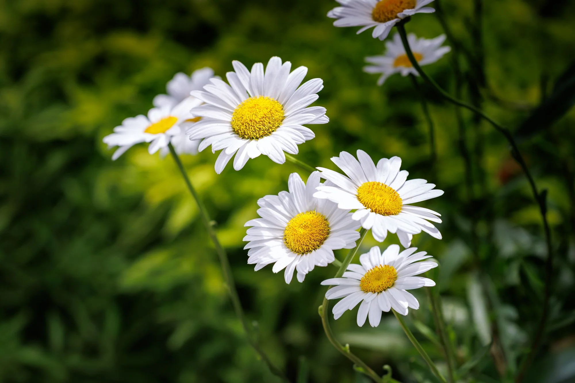 SimplyEdwin_WEB_Botanical-80.jpg