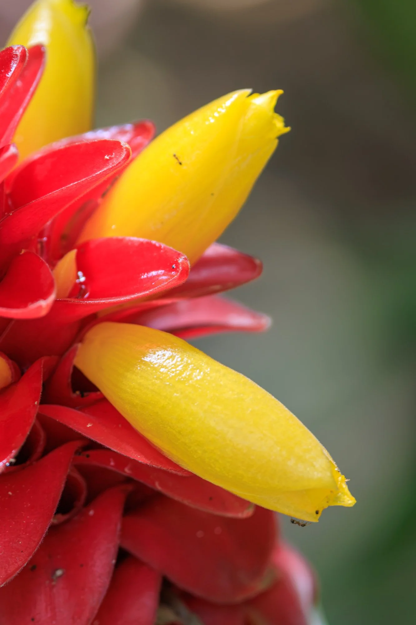 SimplyEdwin_WEB_Botanical-42.jpg