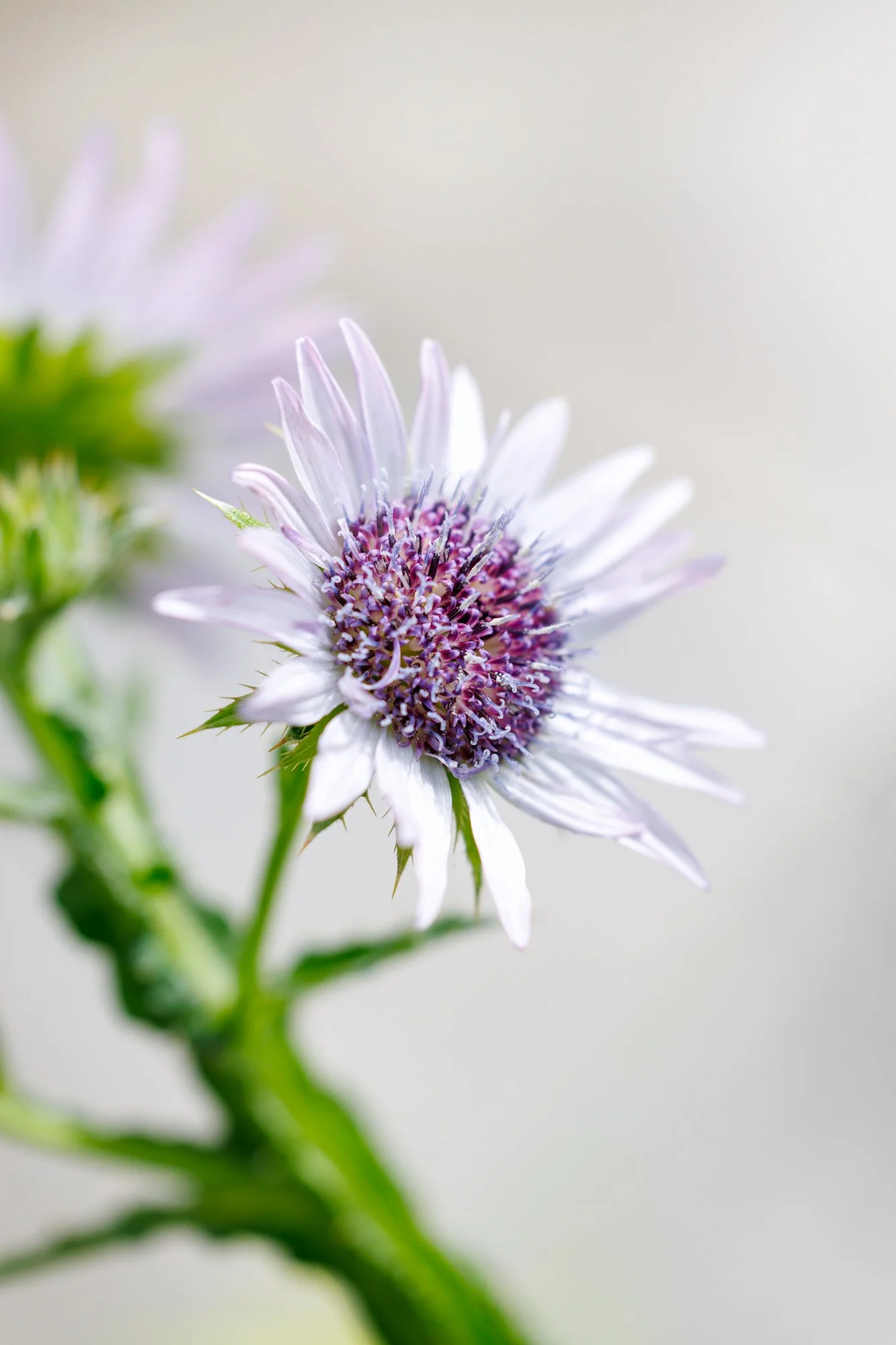 SimplyEdwin_WEB_Botanical-75.jpg