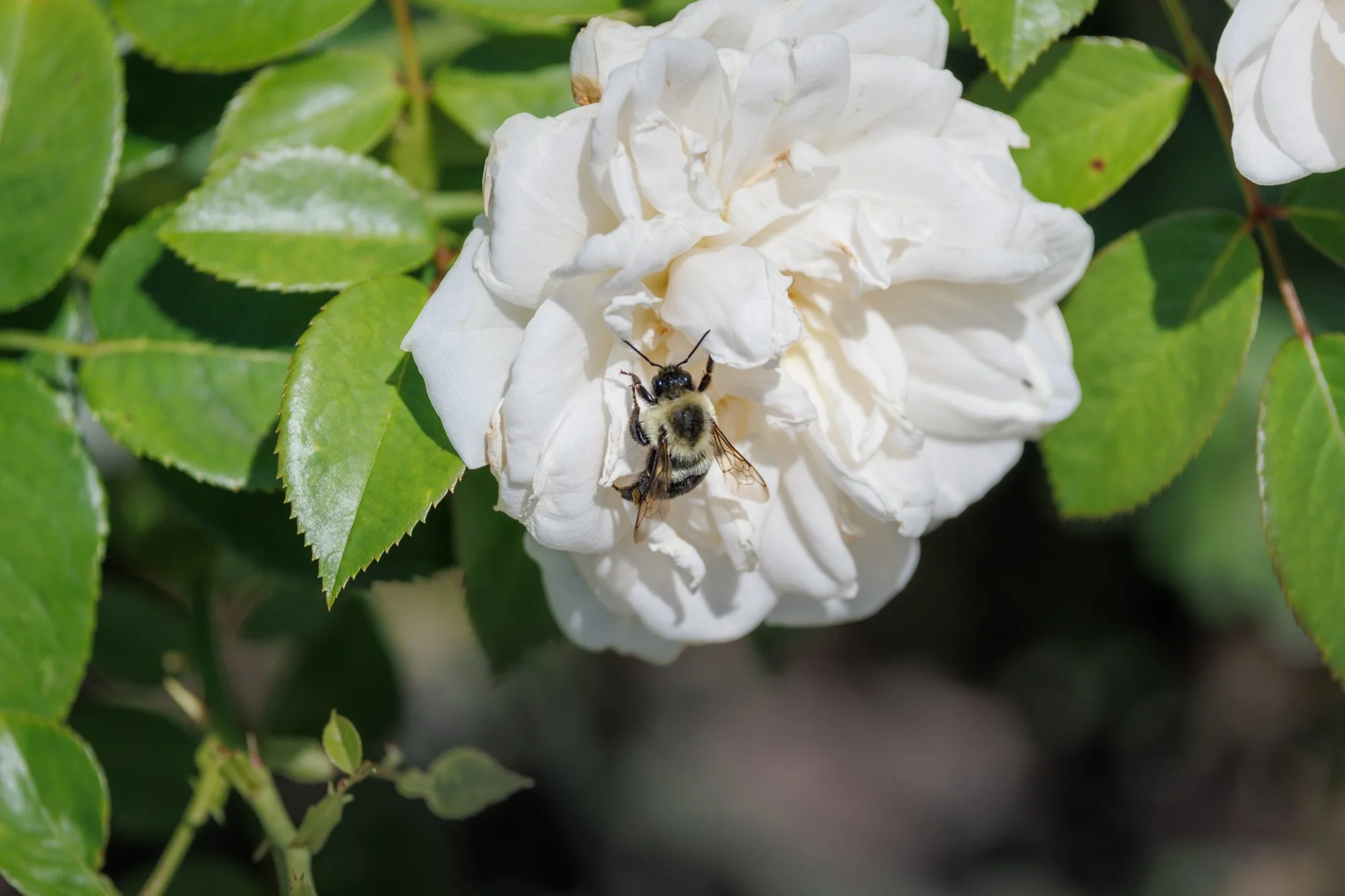 SimplyEdwin_WEB_Botanical-19.jpg