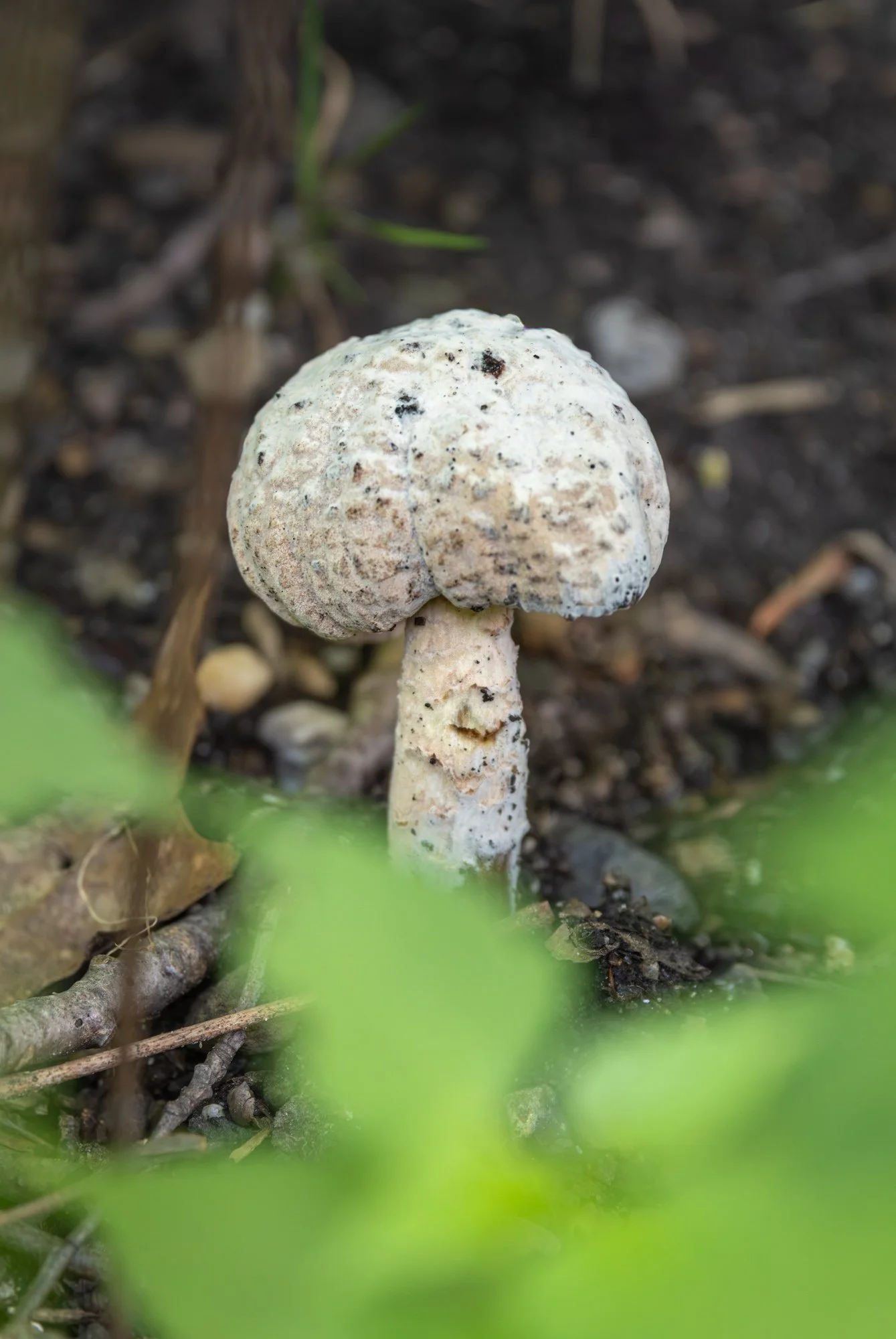 SimplyEdwin_WEB_Botanical-23.jpg