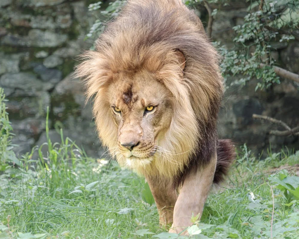 SimplyEdwin_BronxZoo-Lion.jpg
