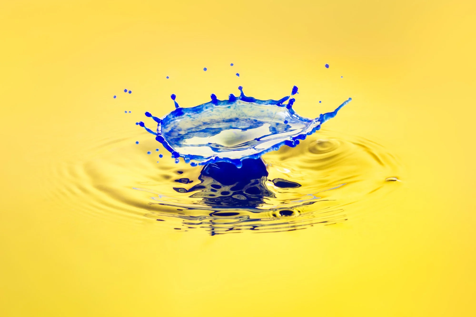SimplyEdwin_WEB_Splash Macro-9.jpg