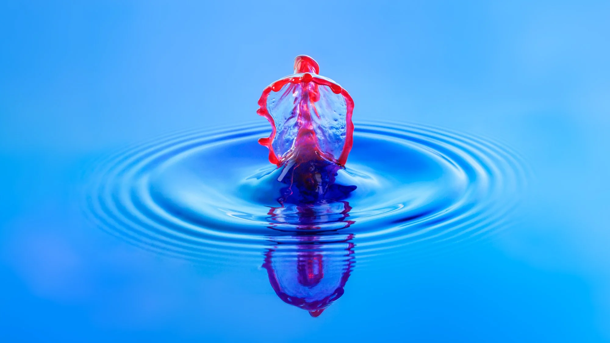 SimplyEdwin_WEB_Splash Macro-2.jpg