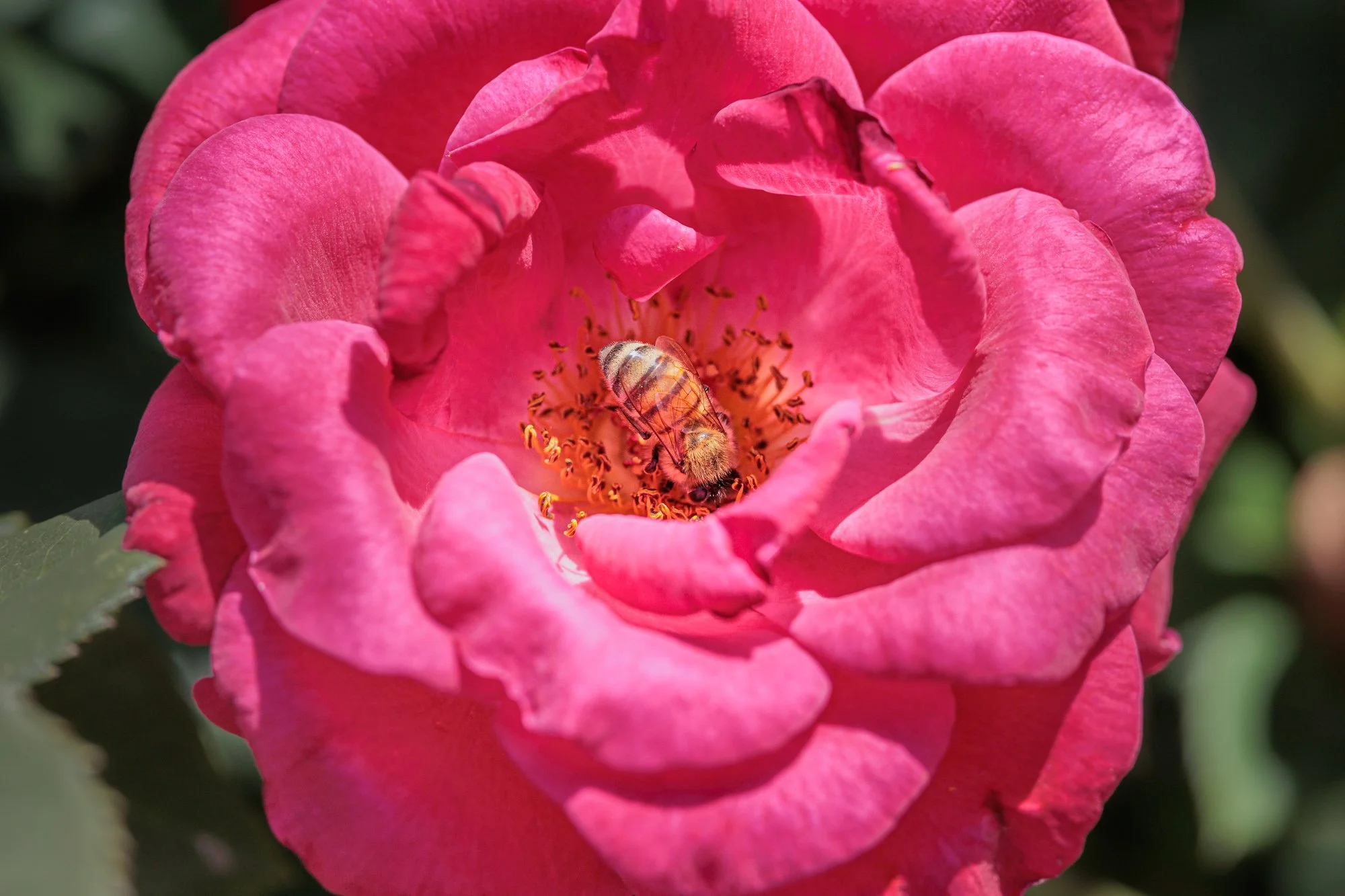SimplyEdwin_WEB_Botanical-13.jpg