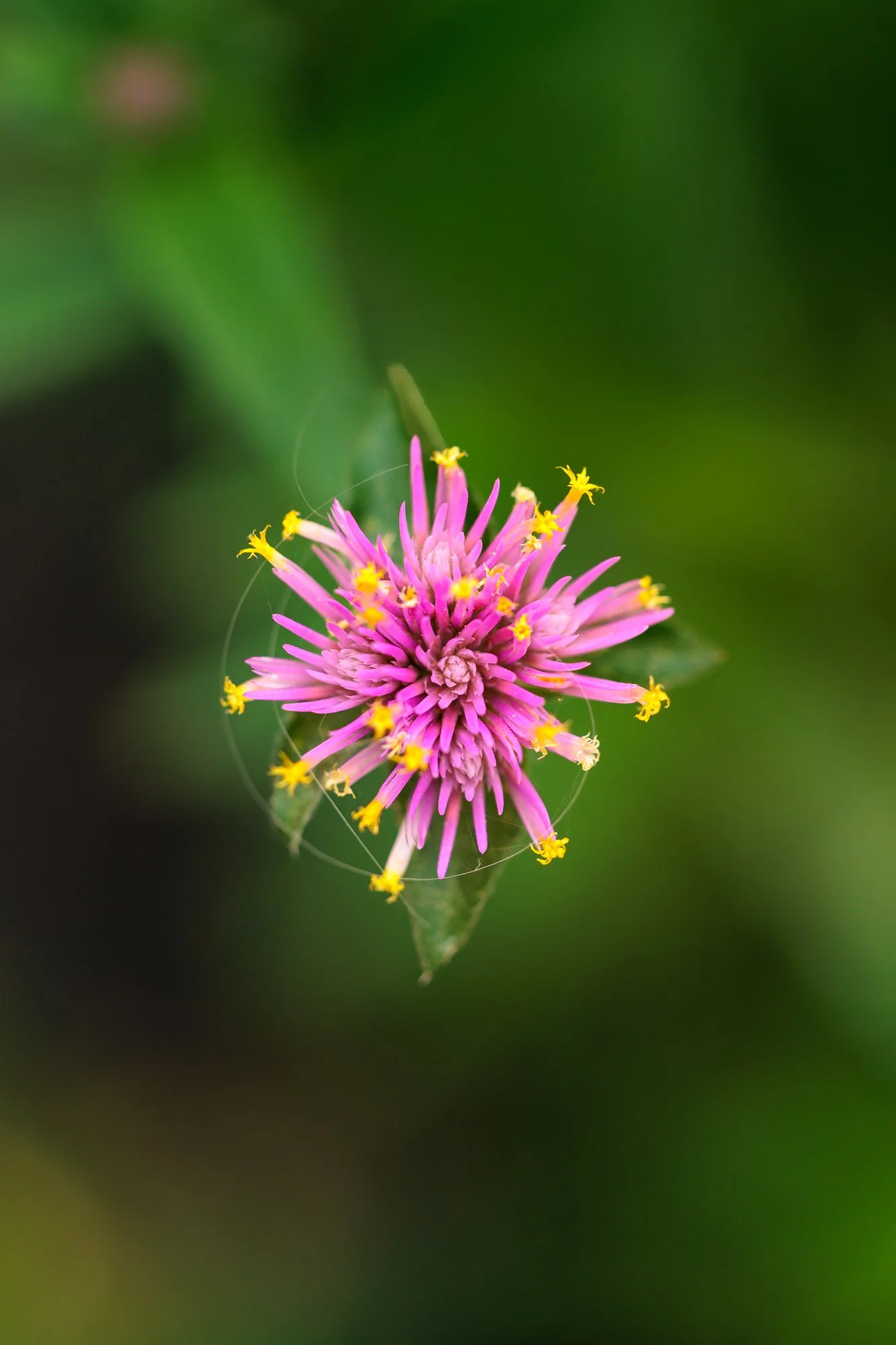 SimplyEdwin_WEB_Botanical-73.jpg