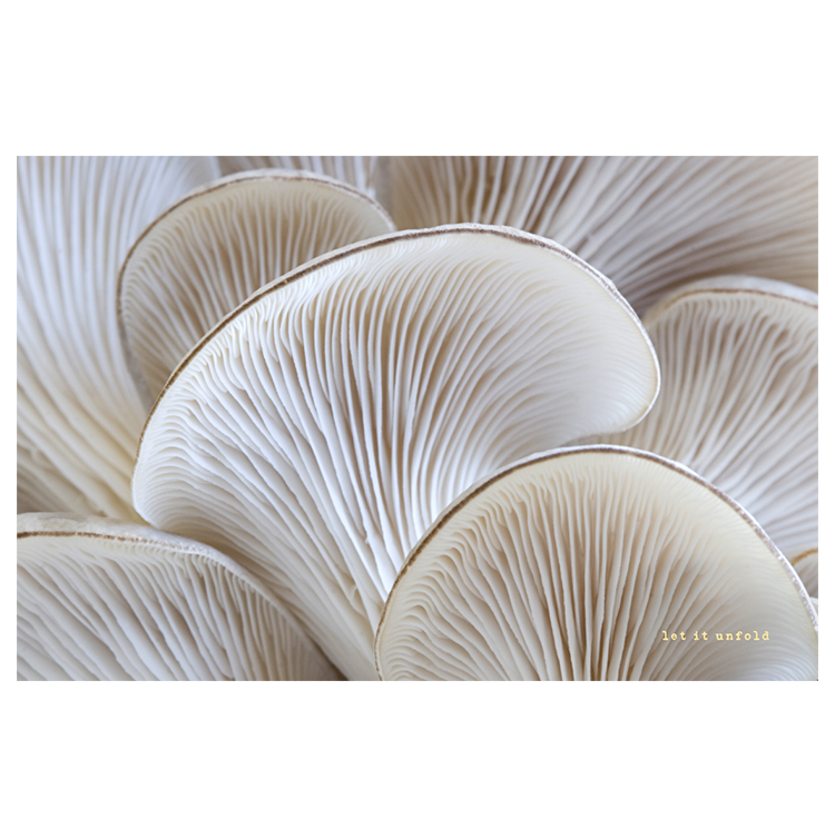 Let it unfold.png