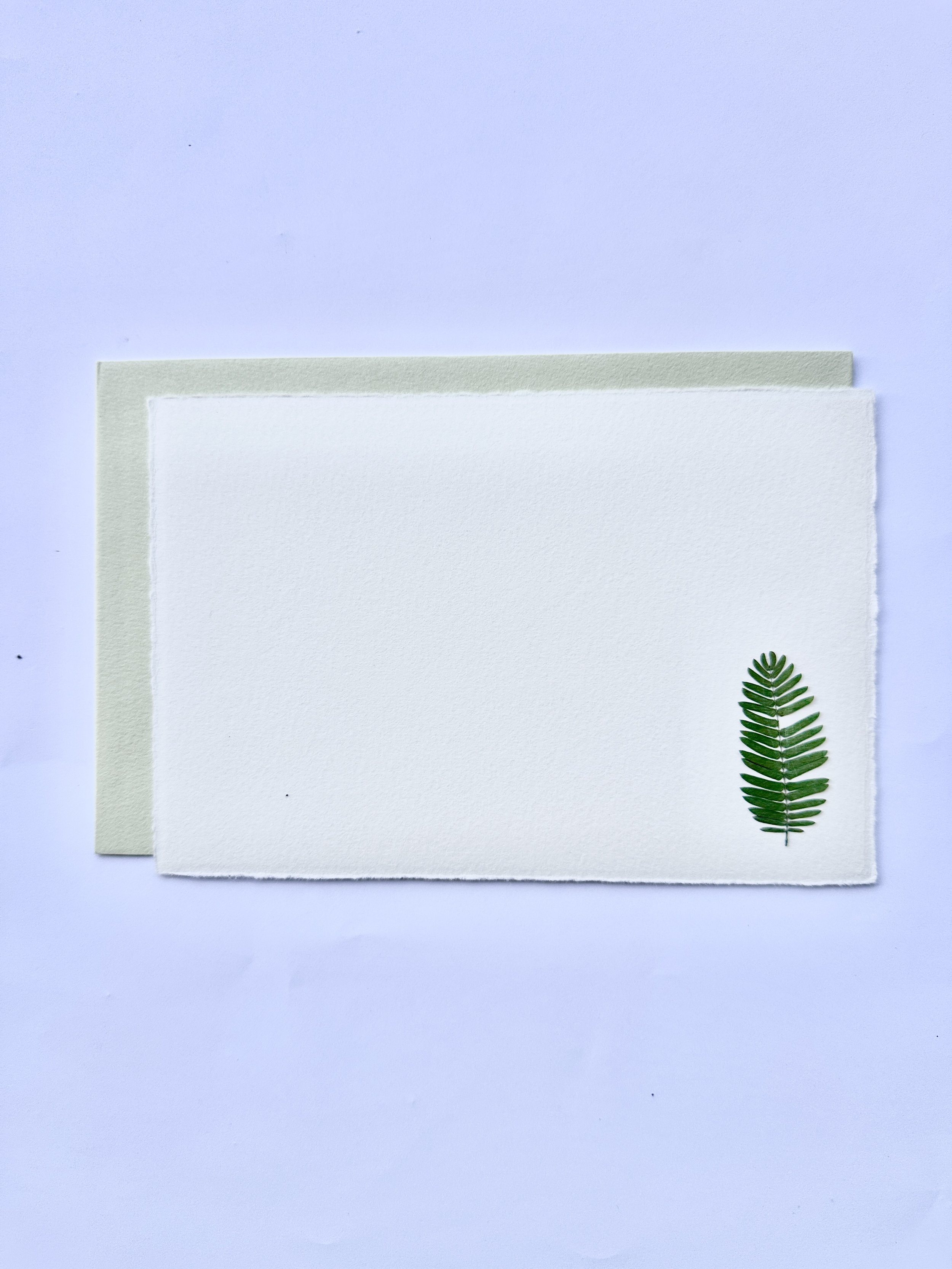 PFN12 Locust Sophora.jpg