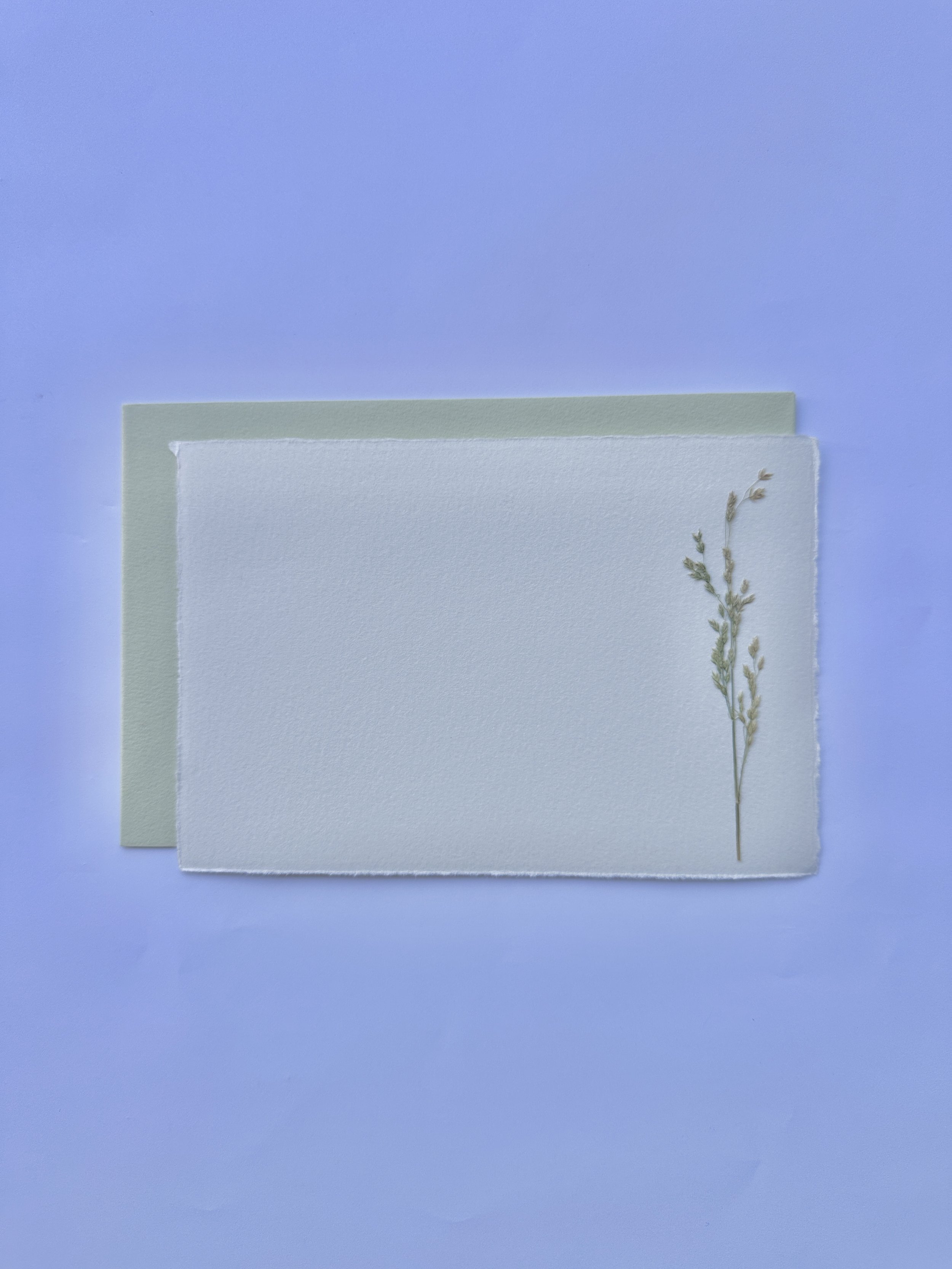 PFN09 Spear Grass.jpg