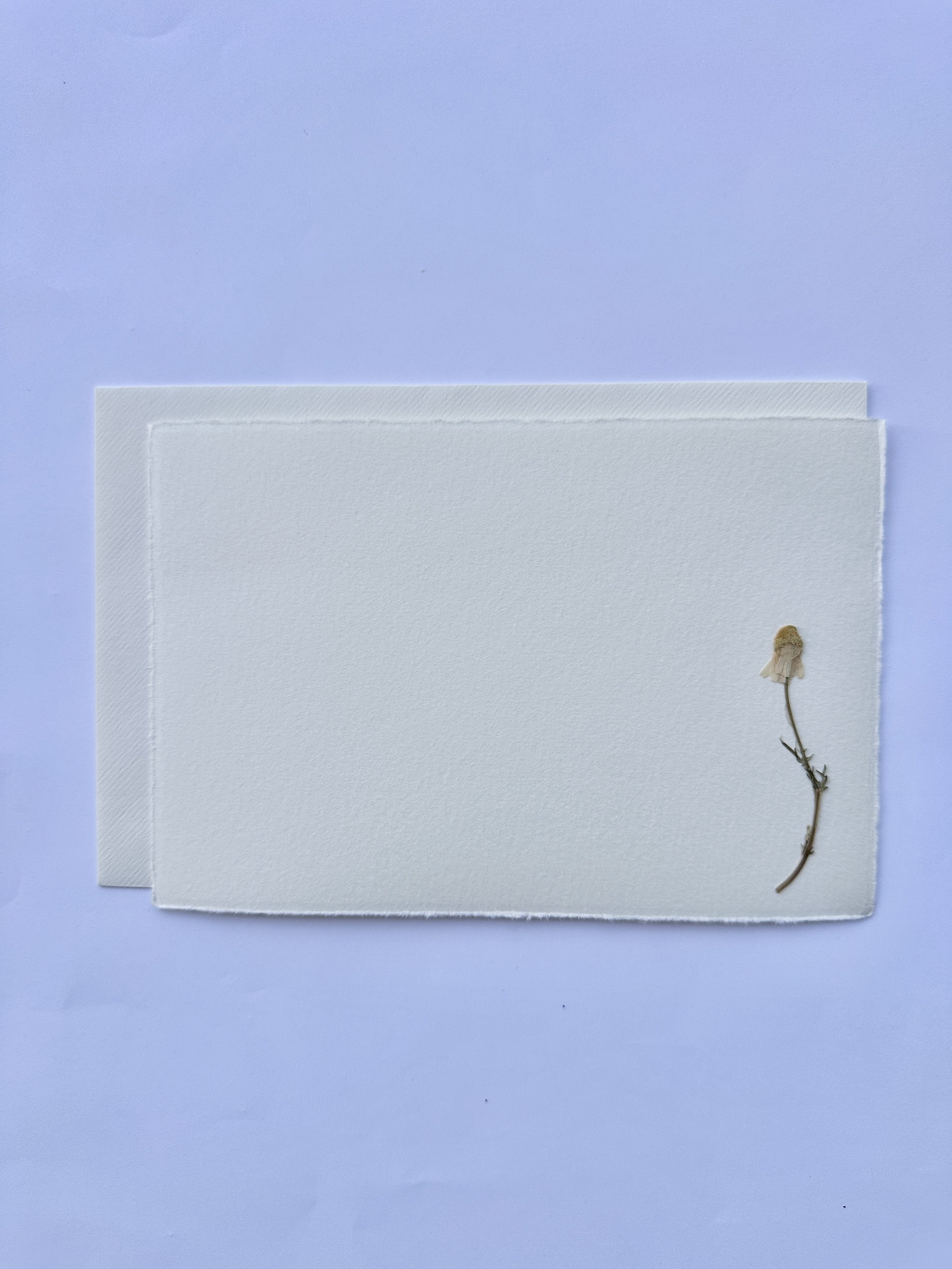 PFN13 Chamomile1.jpg