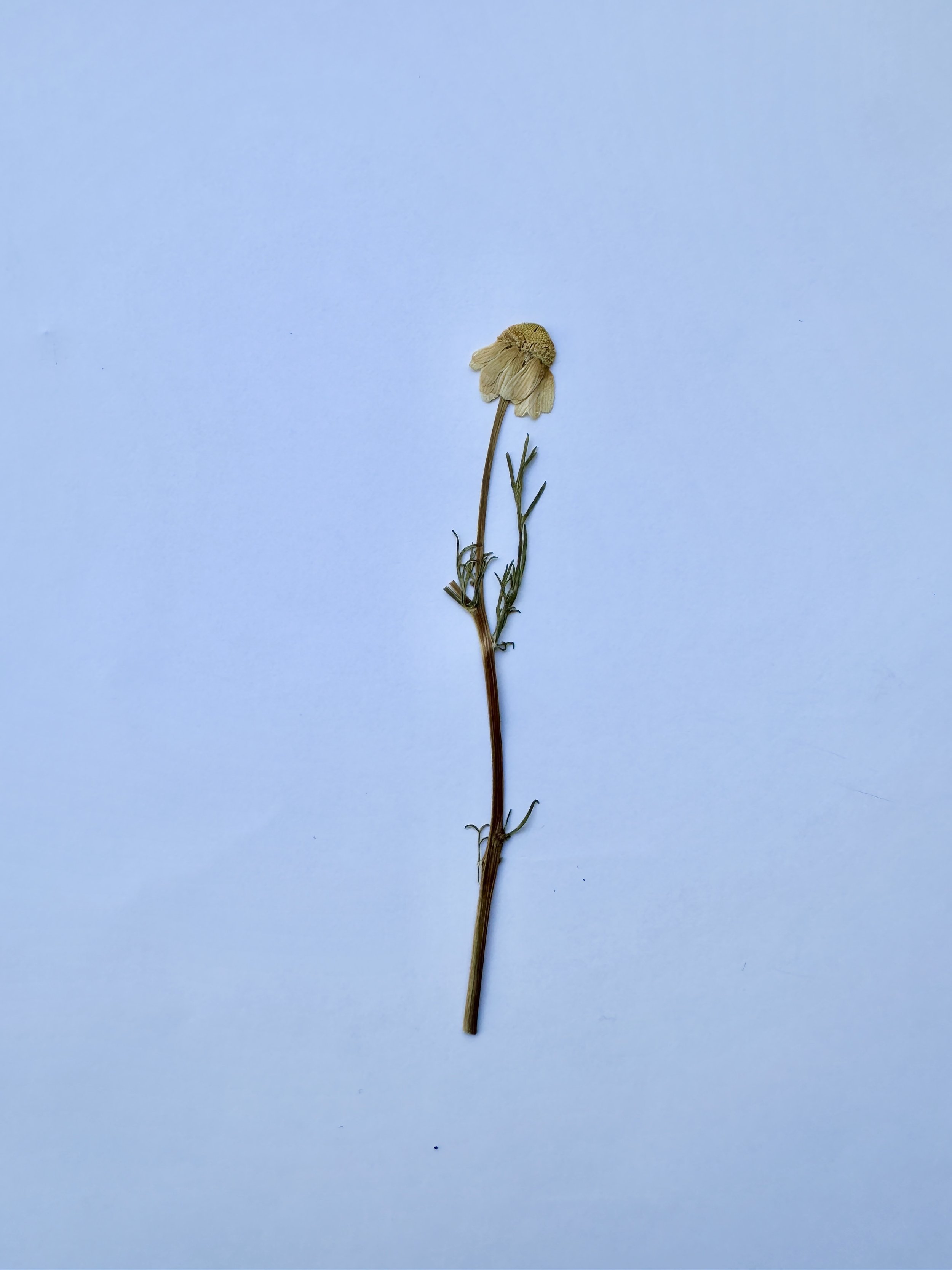PFN13 Chamomile2.jpg